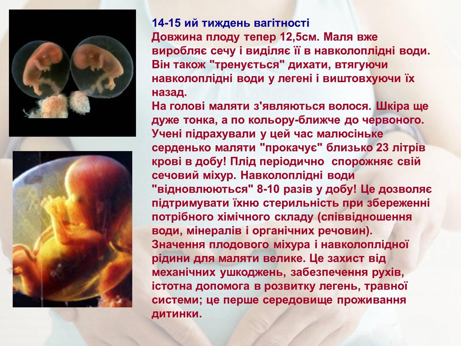 Презентація на тему «Життя до народження» - Слайд #15 Презентація на тему «Життя до народження» - Слайд #15