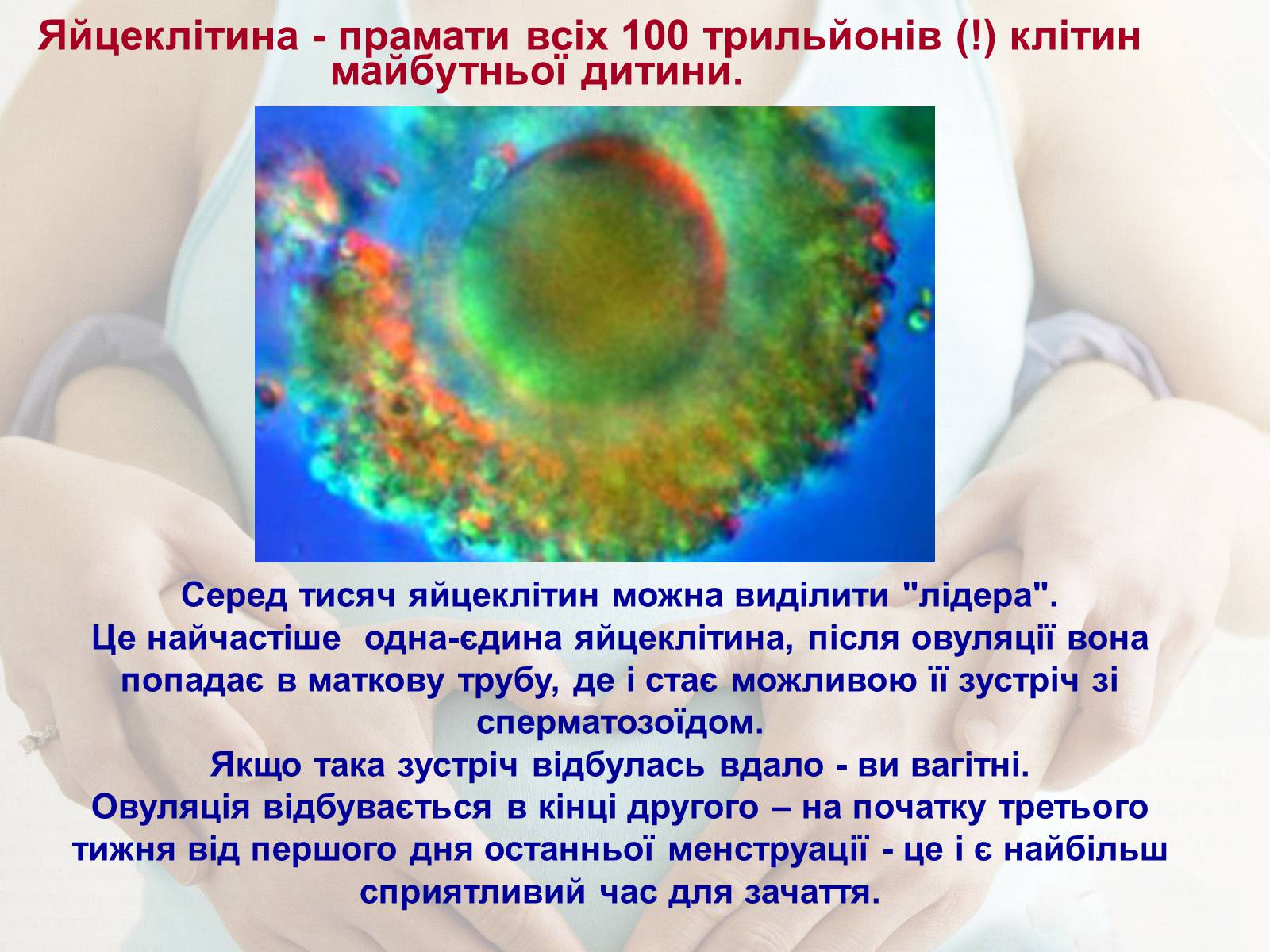 Презентація на тему «Життя до народження» - Слайд #3 Презентація на тему «Життя до народження» - Слайд #3