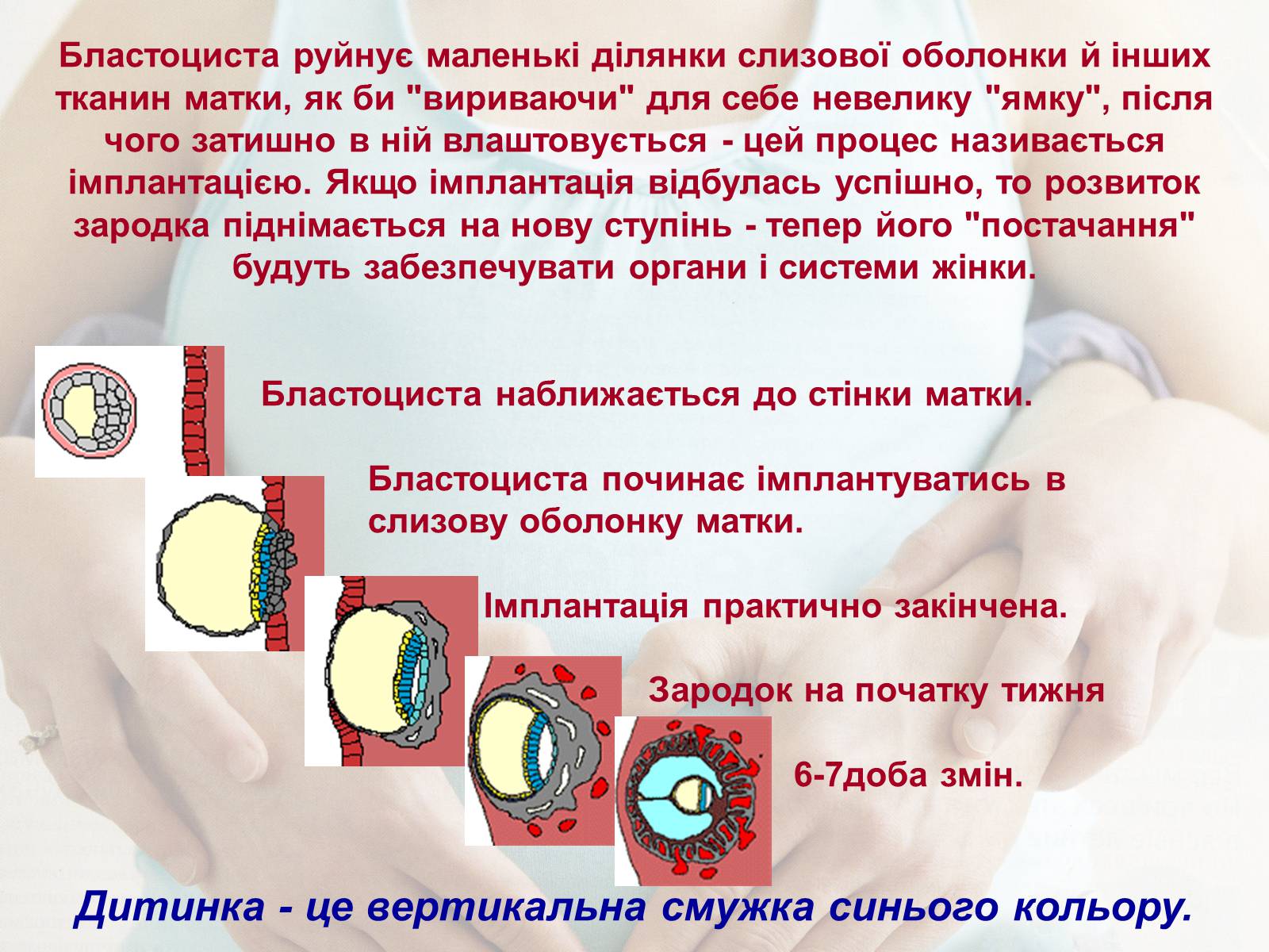 Презентація на тему «Життя до народження» - Слайд #7 Презентація на тему «Життя до народження» - Слайд #7