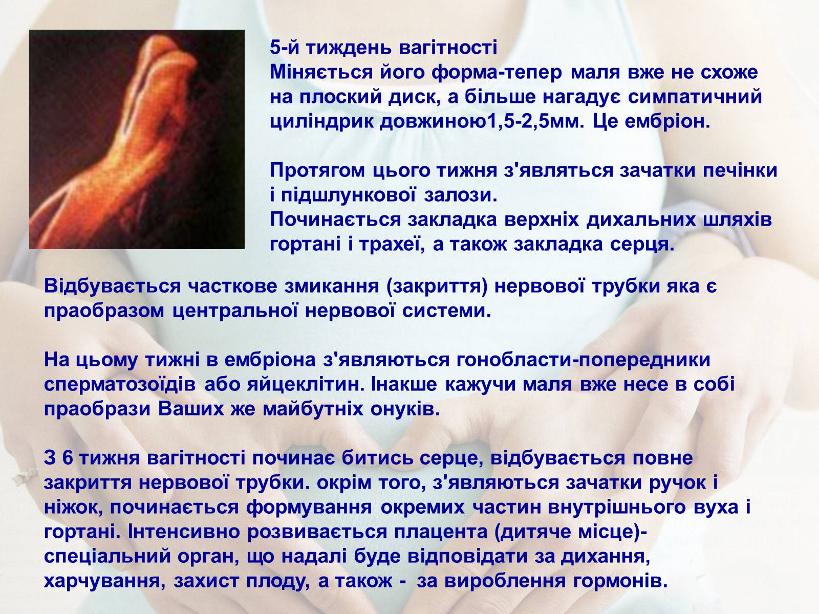Презентація на тему «Життя до народження» - Слайд #8 Презентація на тему «Життя до народження» - Слайд #8