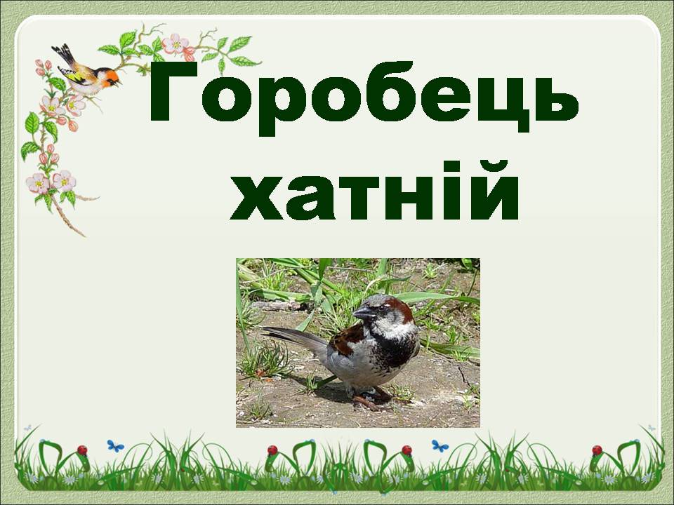 Презентація на тему «Горобець хатній» - Слайд #1 Презентація на тему «Горобець хатній» - Слайд #1