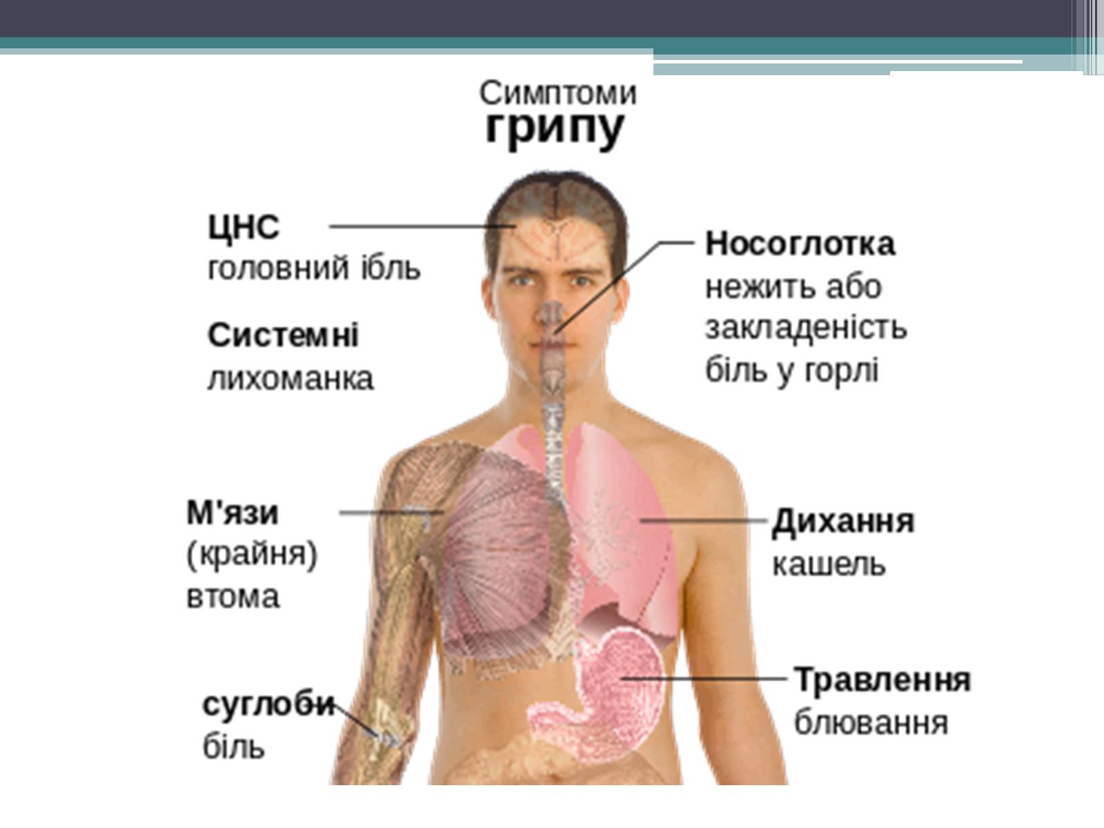 Презентація на тему «Вірус грипу» - Слайд #16 Презентація на тему «Вірус грипу» - Слайд #16