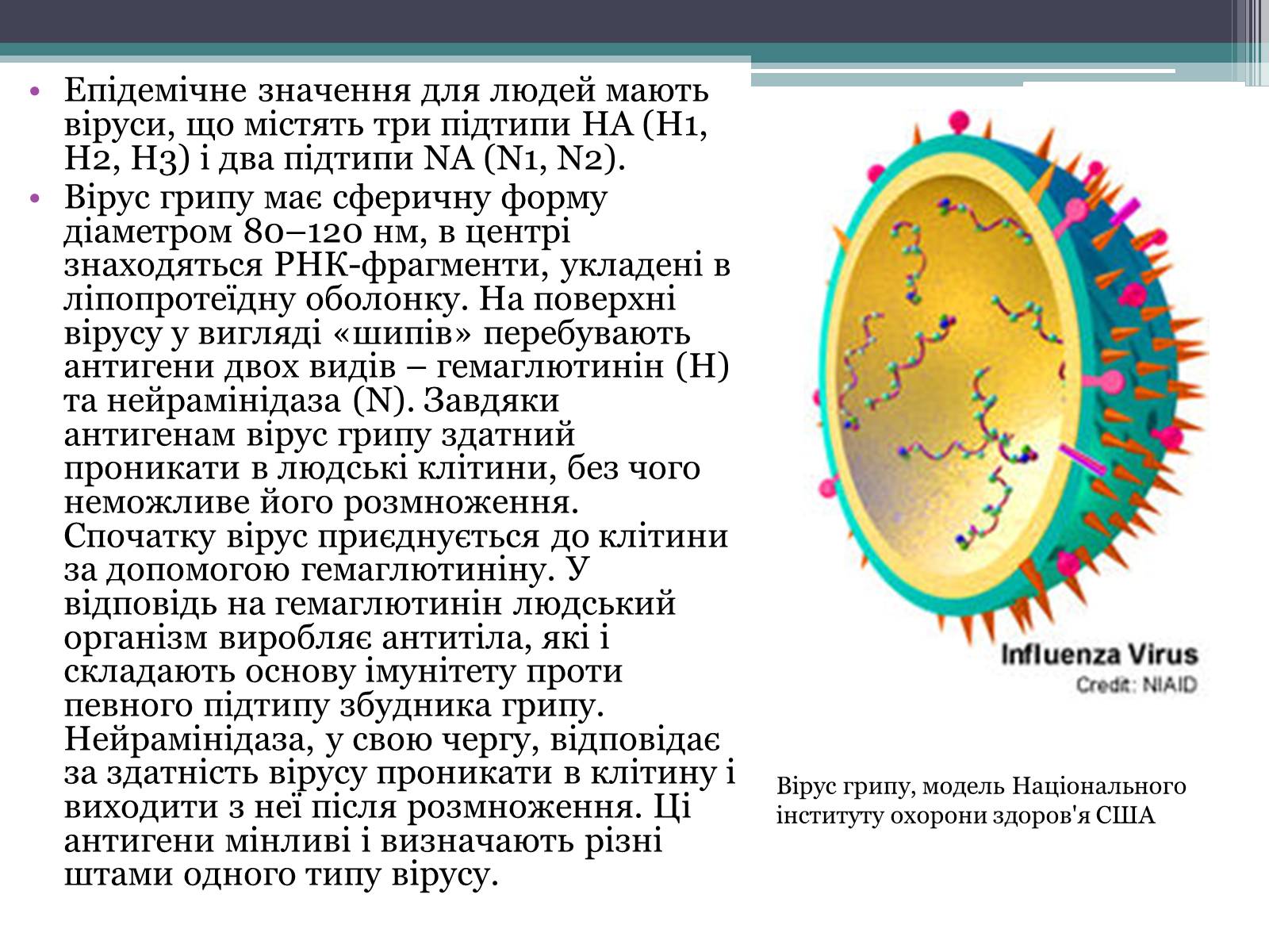 Презентація на тему «Вірус грипу» - Слайд #4 Презентація на тему «Вірус грипу» - Слайд #4