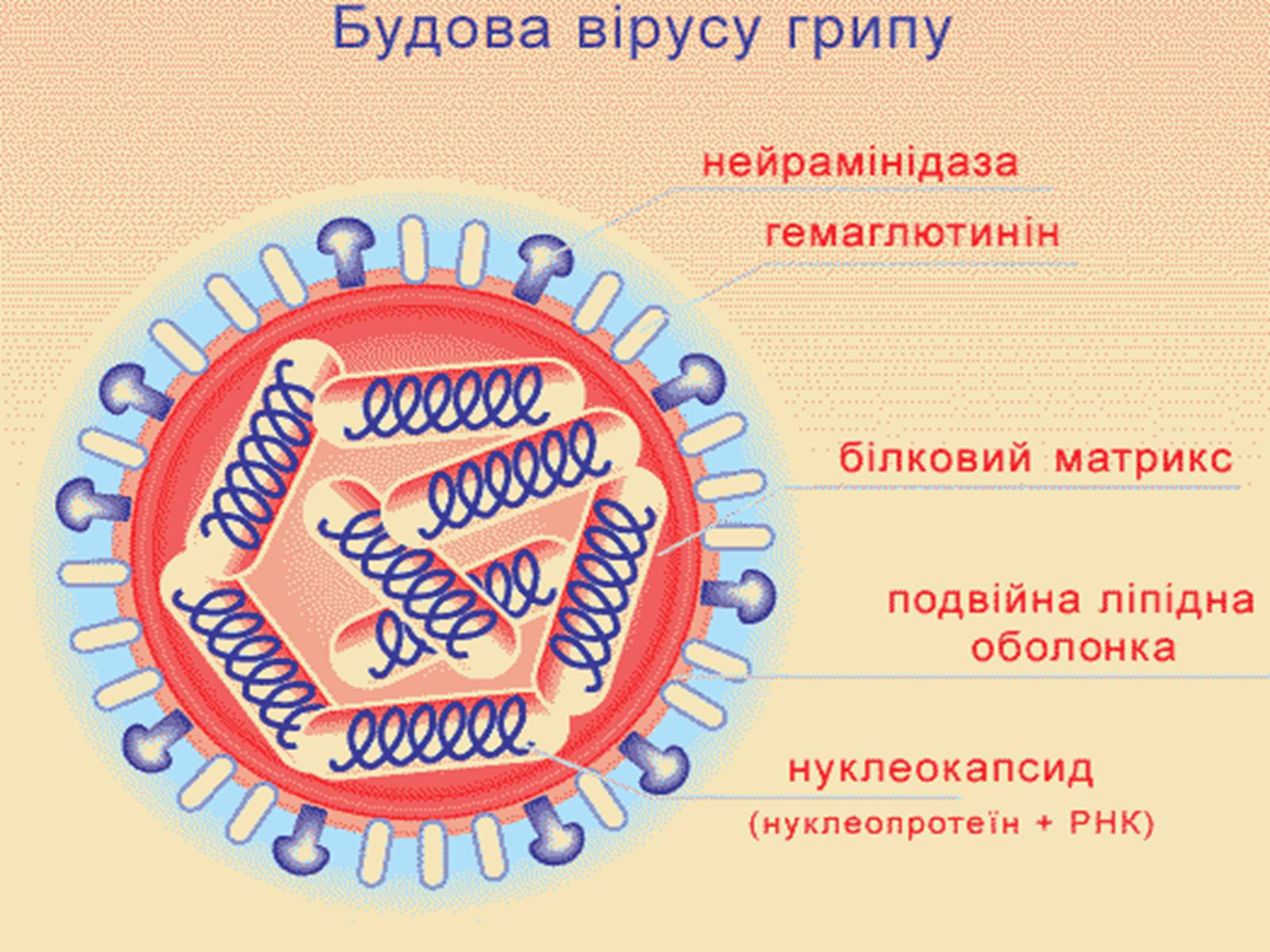 Презентація на тему «Вірус грипу» - Слайд #9 Презентація на тему «Вірус грипу» - Слайд #9