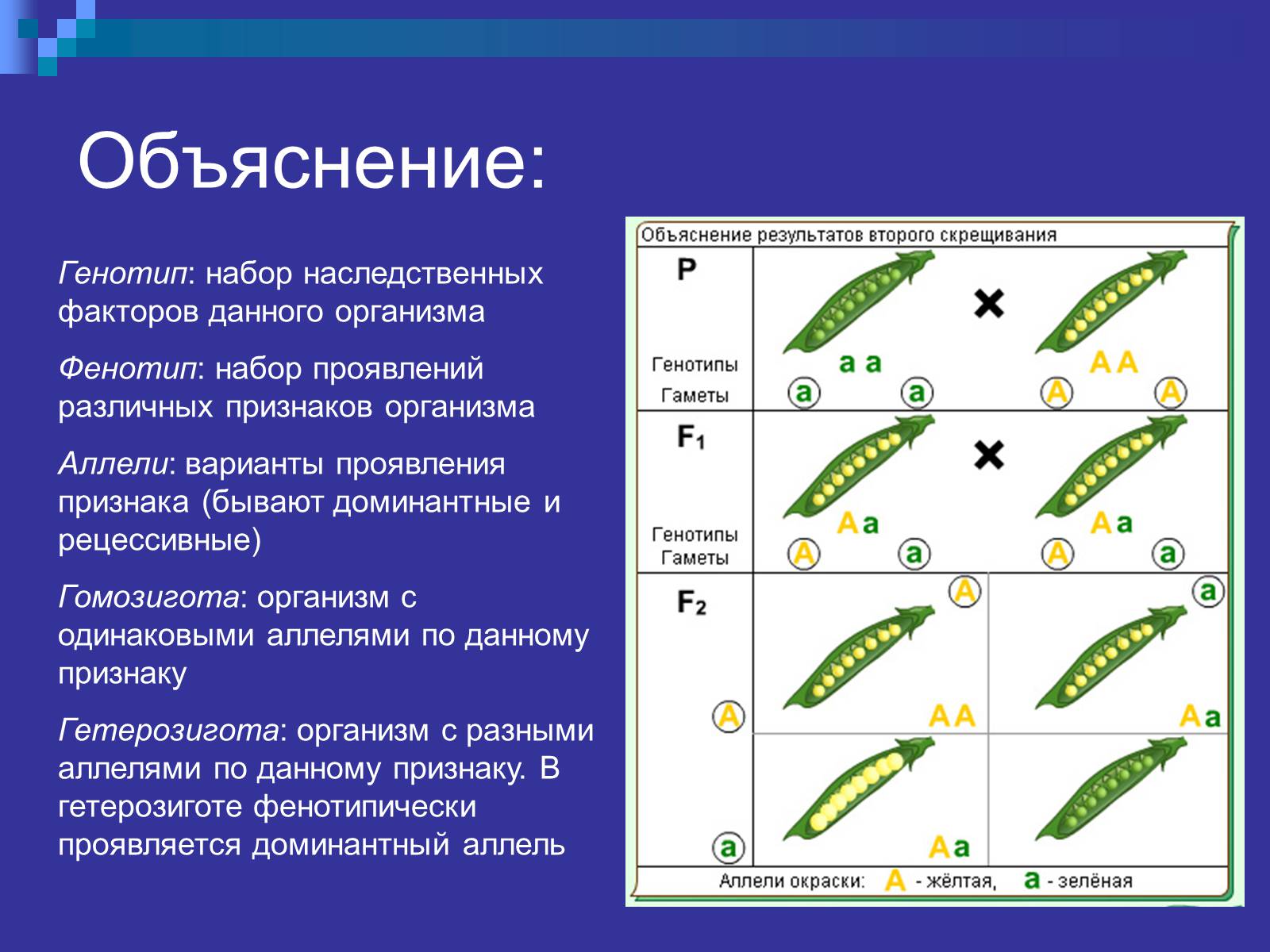Презентація на тему «Генетика» (варіант 9) - Слайд #10 Презентація на тему «Генетика» (варіант 9) - Слайд #10