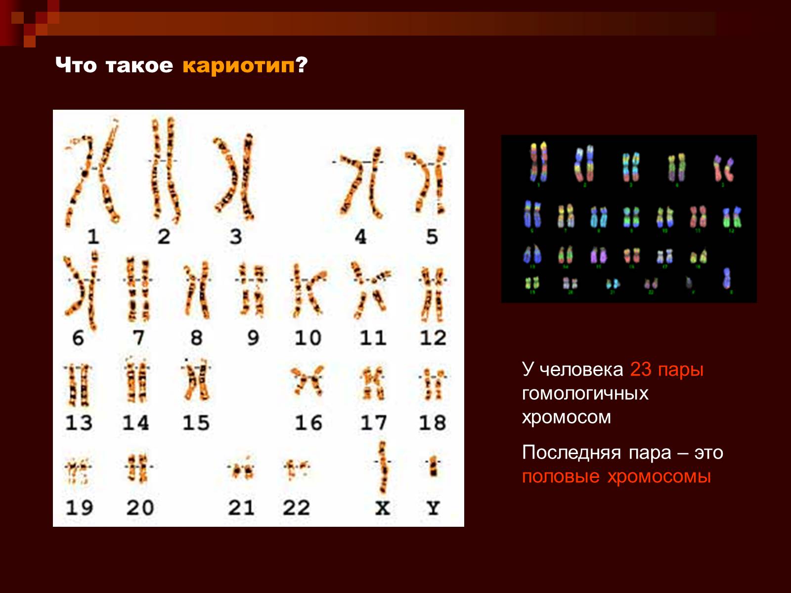 Презентація на тему «Генетика» (варіант 9) - Слайд #28 Презентація на тему «Генетика» (варіант 9) - Слайд #28