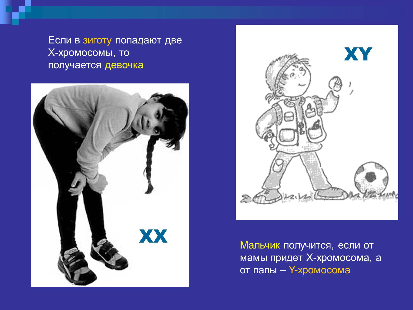 Презентація на тему «Генетика» (варіант 9) - Слайд #30 Презентація на тему «Генетика» (варіант 9) - Слайд #30