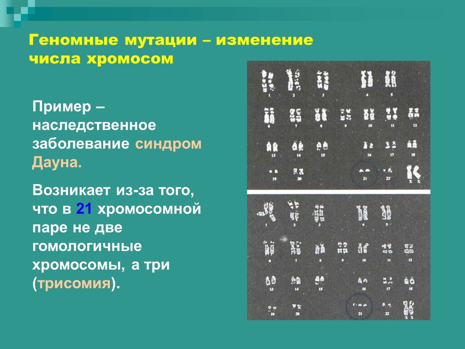 Презентація на тему «Генетика» (варіант 9) - Слайд #38 Презентація на тему «Генетика» (варіант 9) - Слайд #38