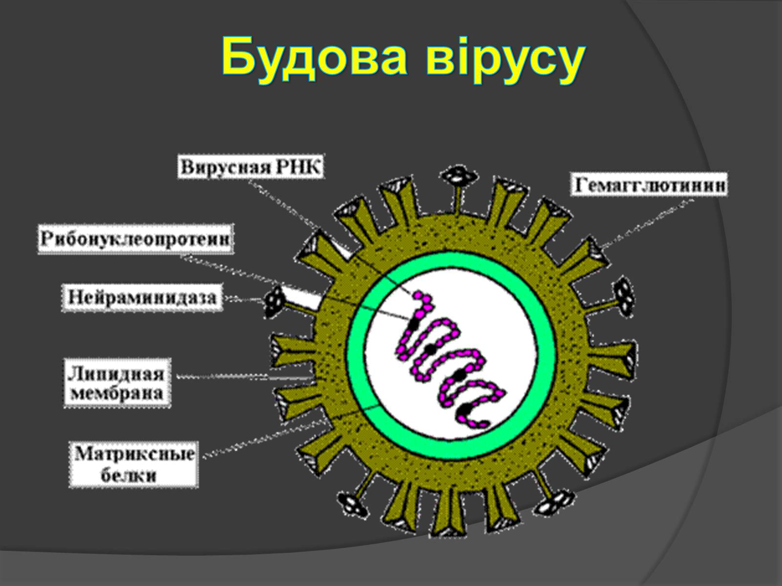 Презентація на тему «Способи боротьби з вірусними захворюваннями» - Слайд #4 Презентація на тему «Способи боротьби з вірусними захворюваннями» - Слайд #4