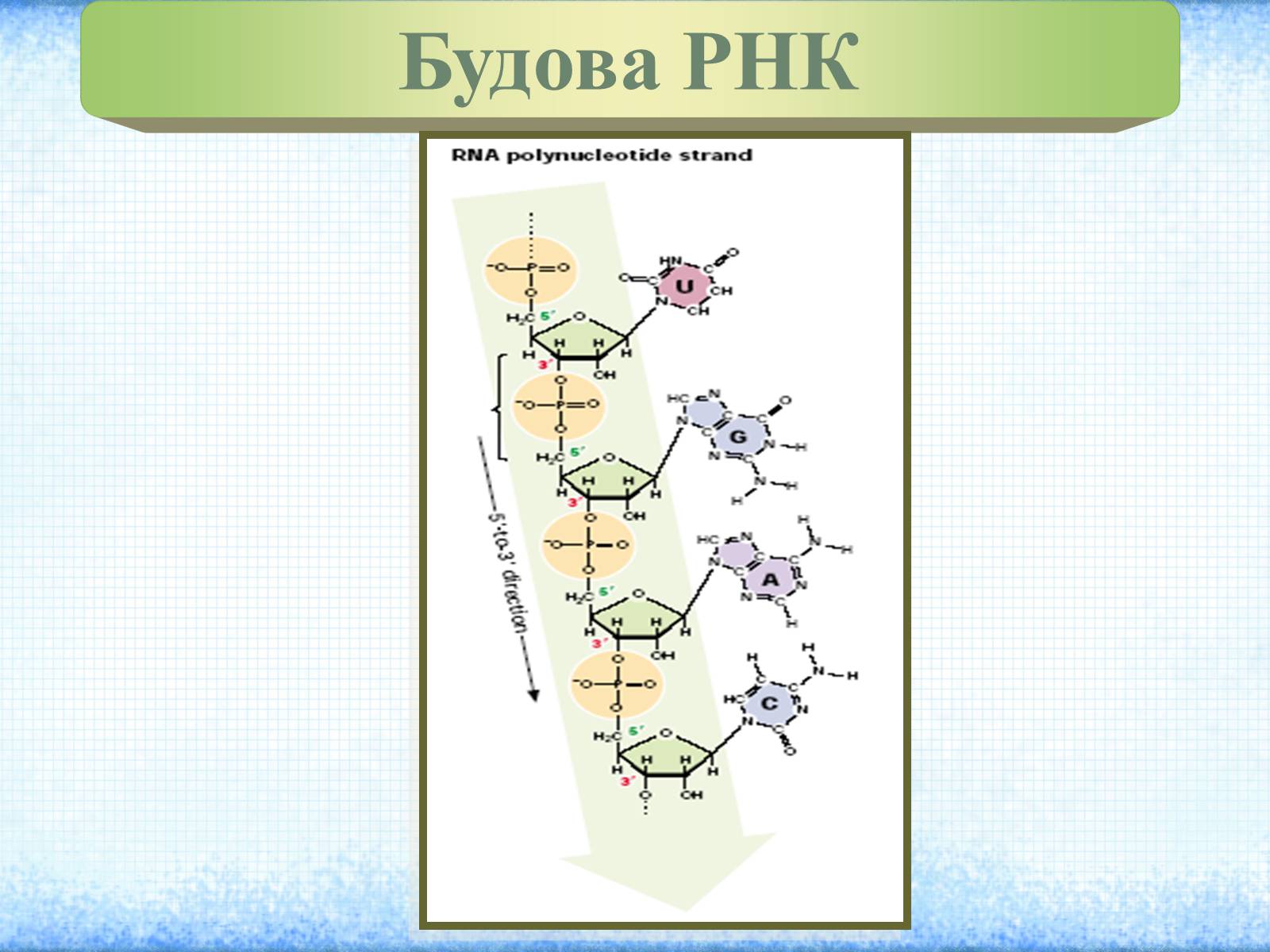 Презентація на тему «Нуклеїнові кислоти» (варіант 2) - Слайд #10 Презентація на тему «Нуклеїнові кислоти» (варіант 2) - Слайд #10