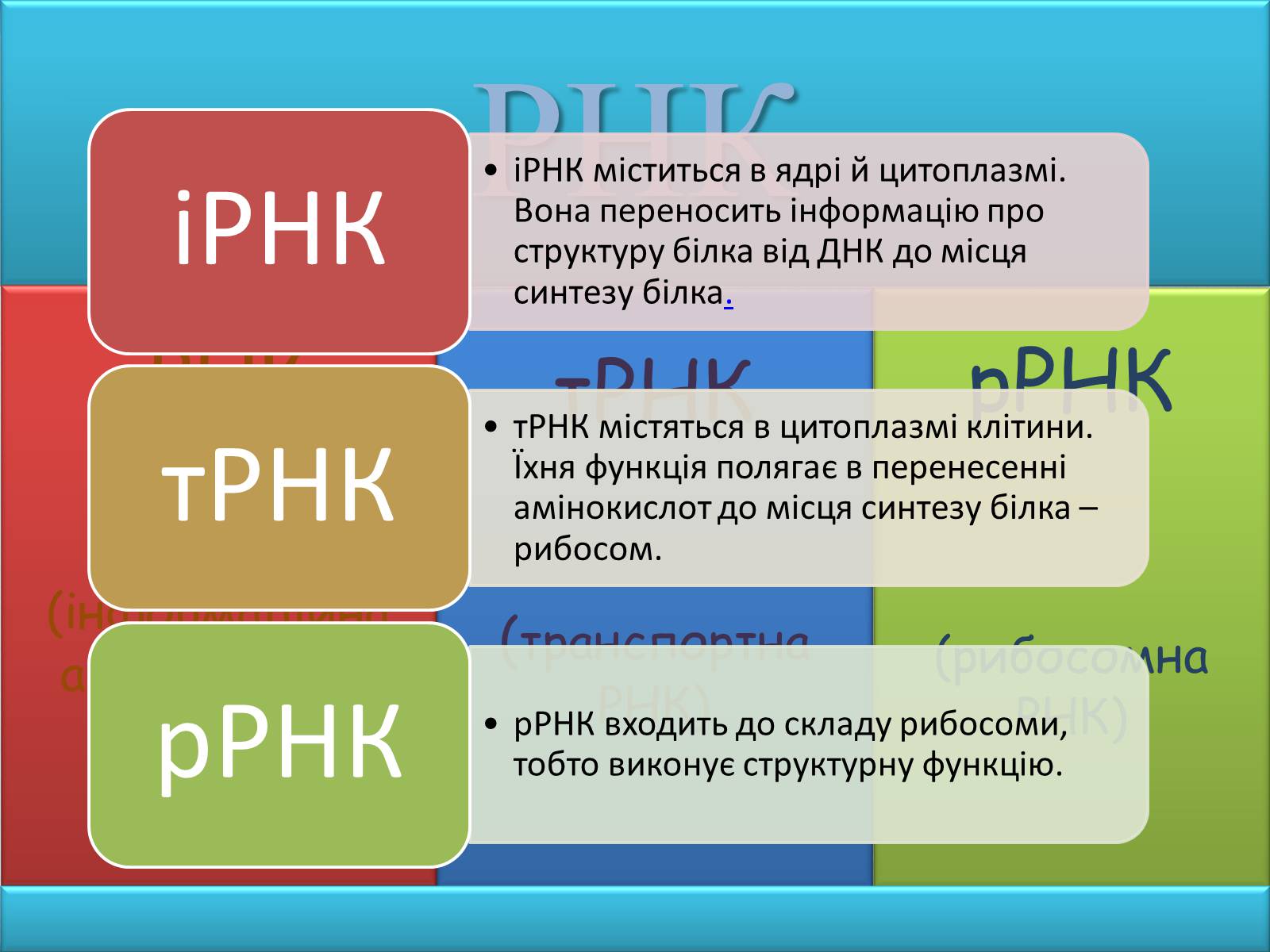 Презентація на тему «Нуклеїнові кислоти» (варіант 2) - Слайд #11 Презентація на тему «Нуклеїнові кислоти» (варіант 2) - Слайд #11