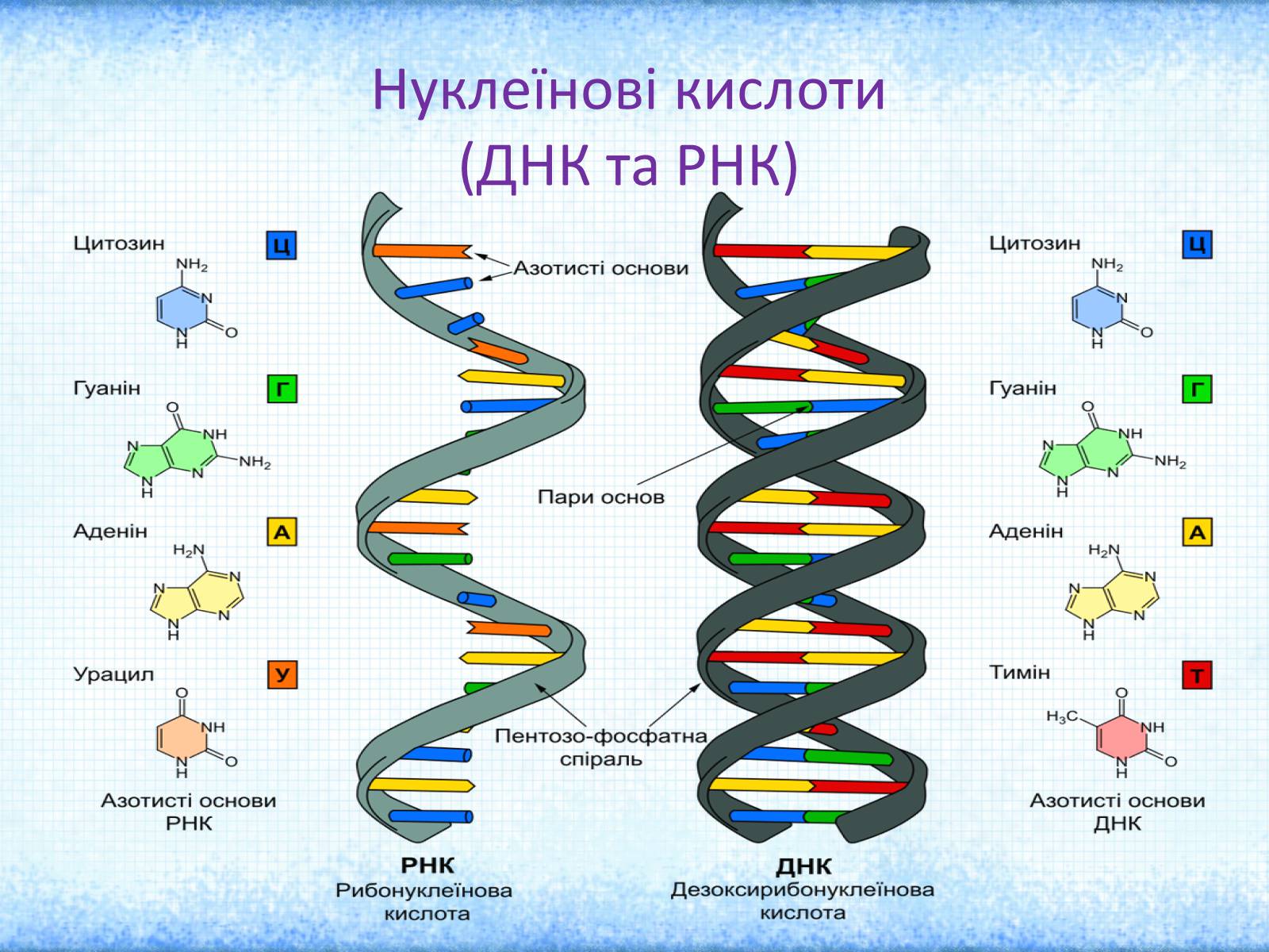 Презентація на тему «Нуклеїнові кислоти» (варіант 2) - Слайд #2 Презентація на тему «Нуклеїнові кислоти» (варіант 2) - Слайд #2