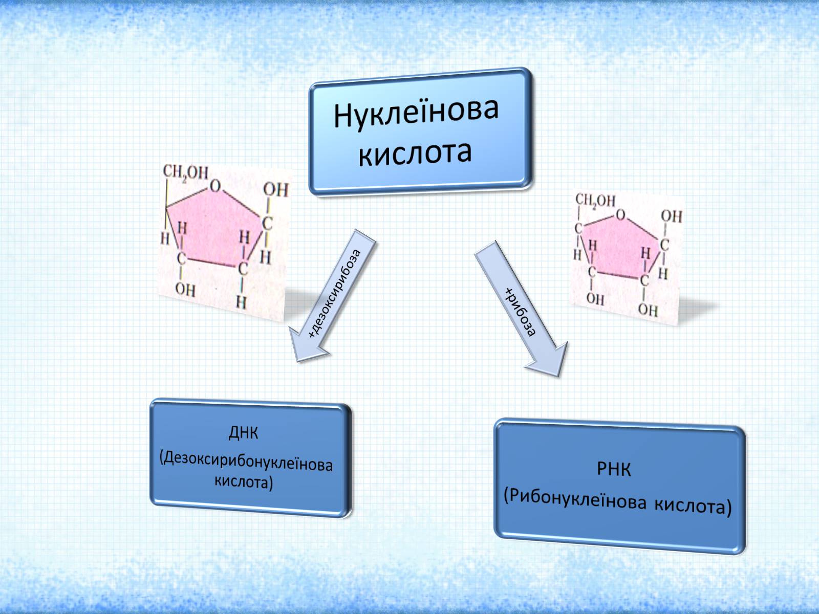 Презентація на тему «Нуклеїнові кислоти» (варіант 2) - Слайд #7 Презентація на тему «Нуклеїнові кислоти» (варіант 2) - Слайд #7