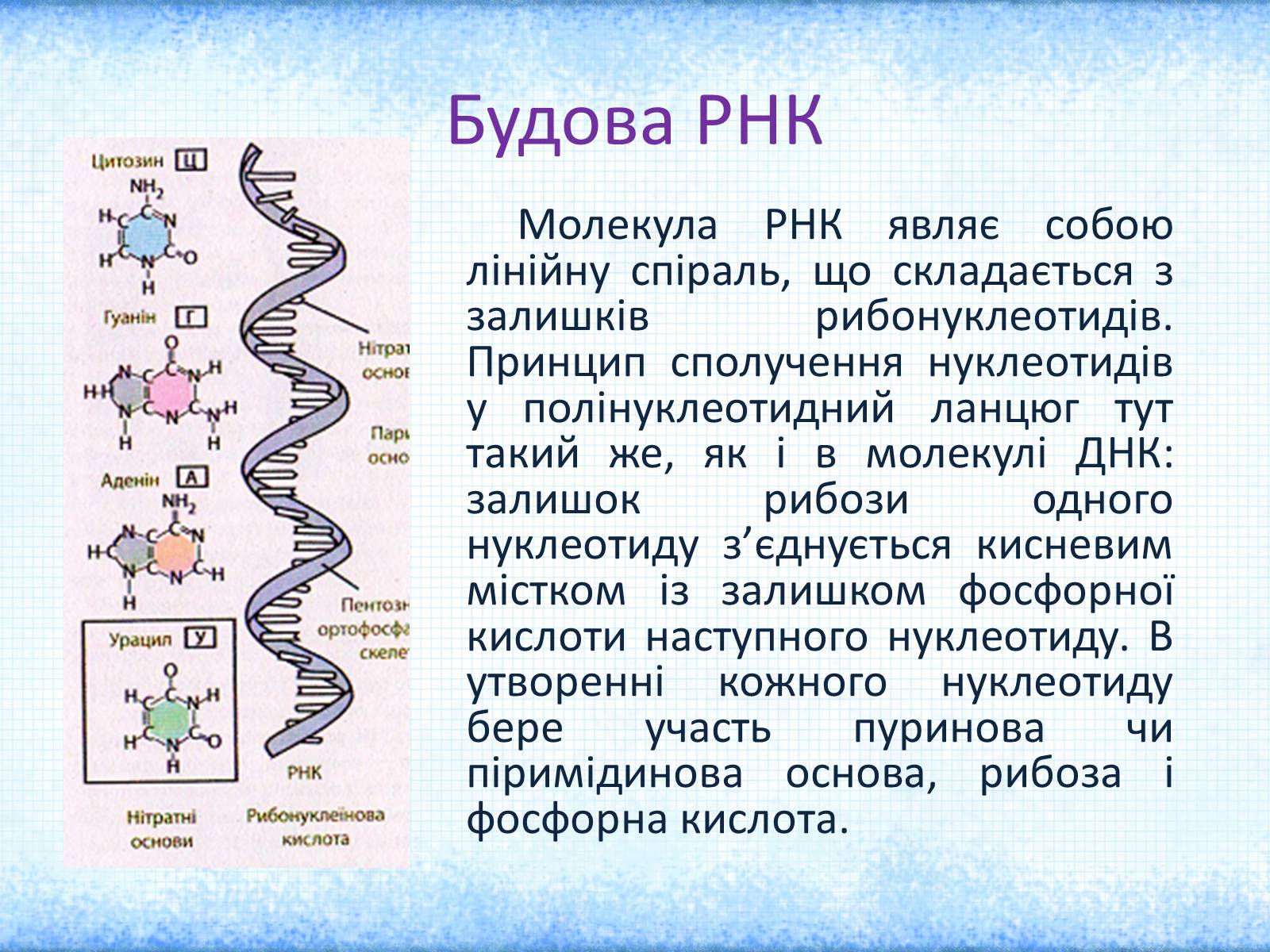 Презентація на тему «Нуклеїнові кислоти» (варіант 2) - Слайд #9 Презентація на тему «Нуклеїнові кислоти» (варіант 2) - Слайд #9