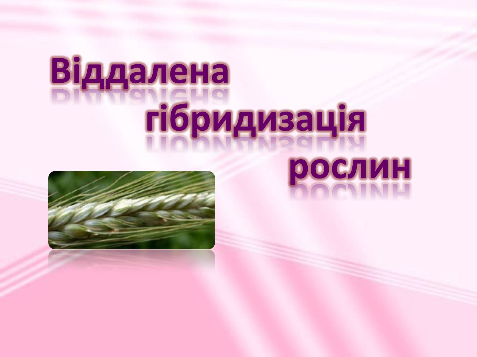 Презентація на тему «Віддалена гібридизація рослин» - Слайд #1 Презентація на тему «Віддалена гібридизація рослин» - Слайд #1