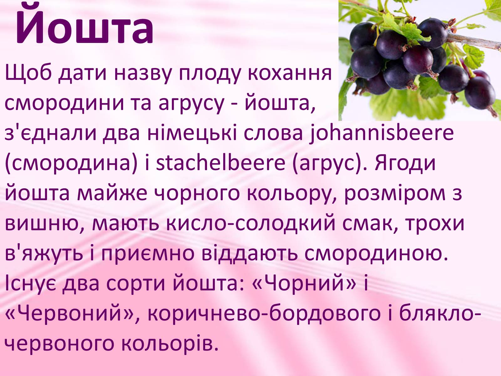Презентація на тему «Віддалена гібридизація рослин» - Слайд #15 Презентація на тему «Віддалена гібридизація рослин» - Слайд #15