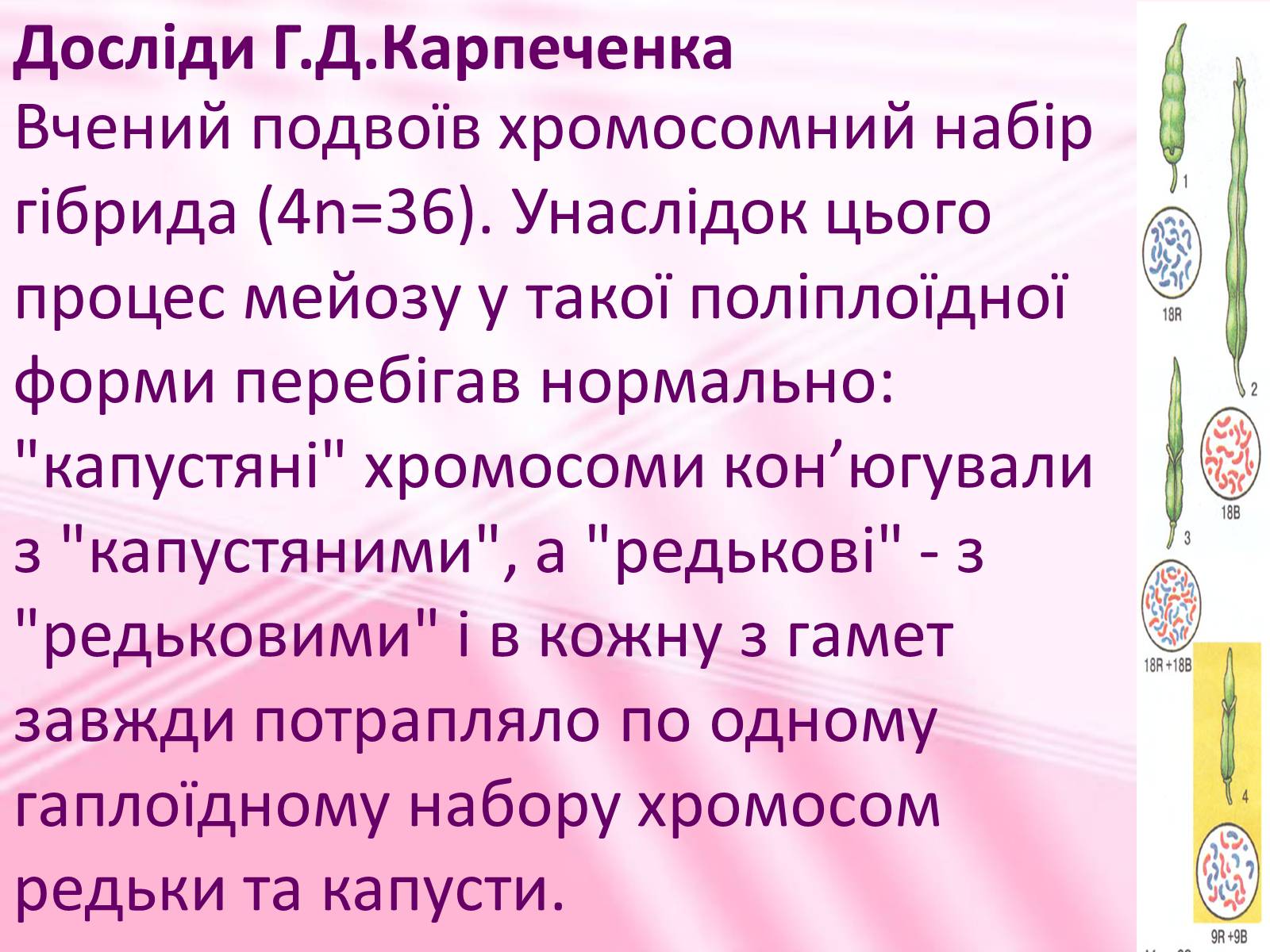 Презентація на тему «Віддалена гібридизація рослин» - Слайд #6 Презентація на тему «Віддалена гібридизація рослин» - Слайд #6