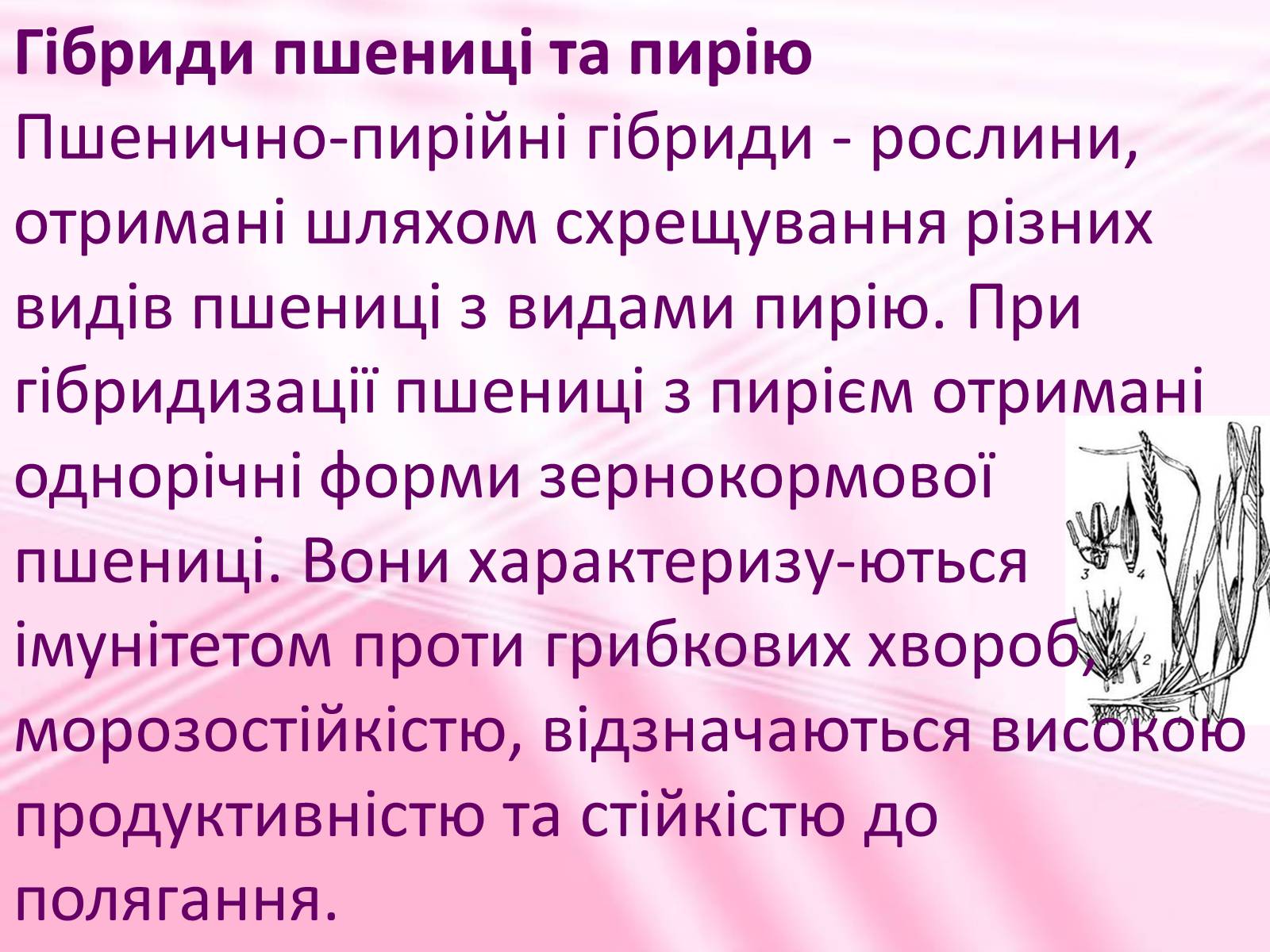 Презентація на тему «Віддалена гібридизація рослин» - Слайд #9 Презентація на тему «Віддалена гібридизація рослин» - Слайд #9