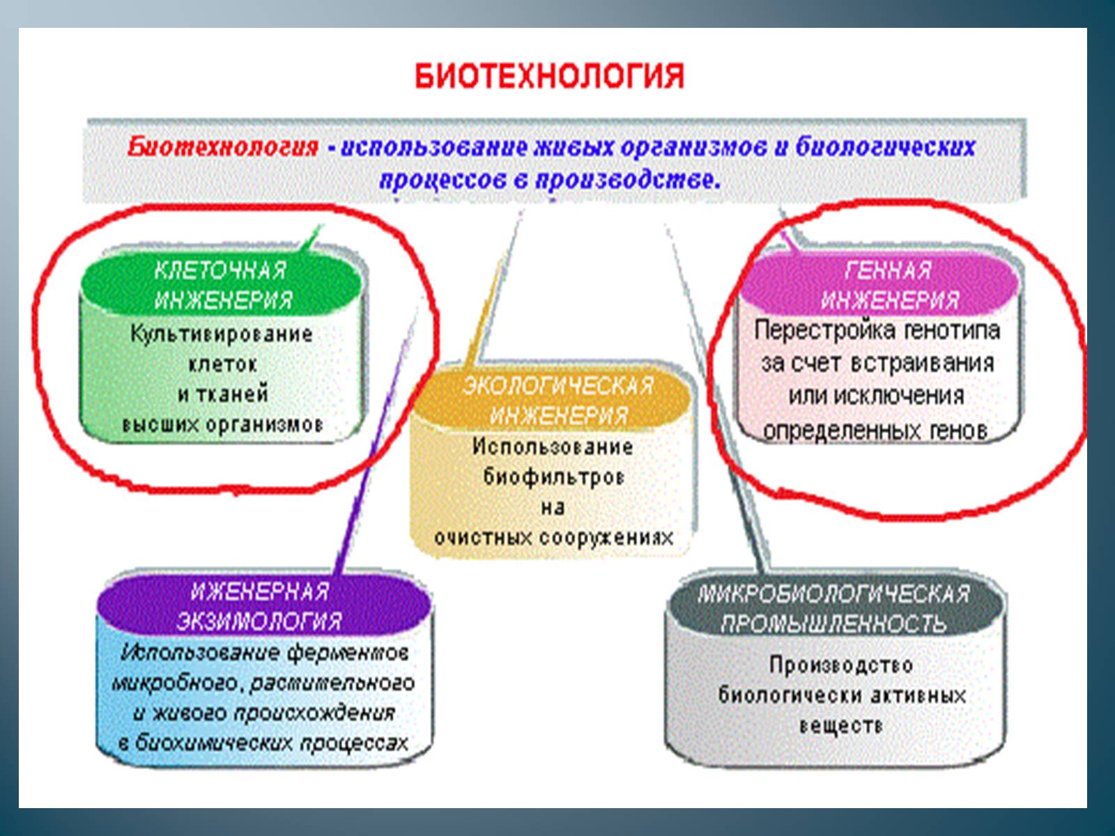Презентація на тему «Биотехнология» - Слайд #2 Презентація на тему «Биотехнология» - Слайд #2