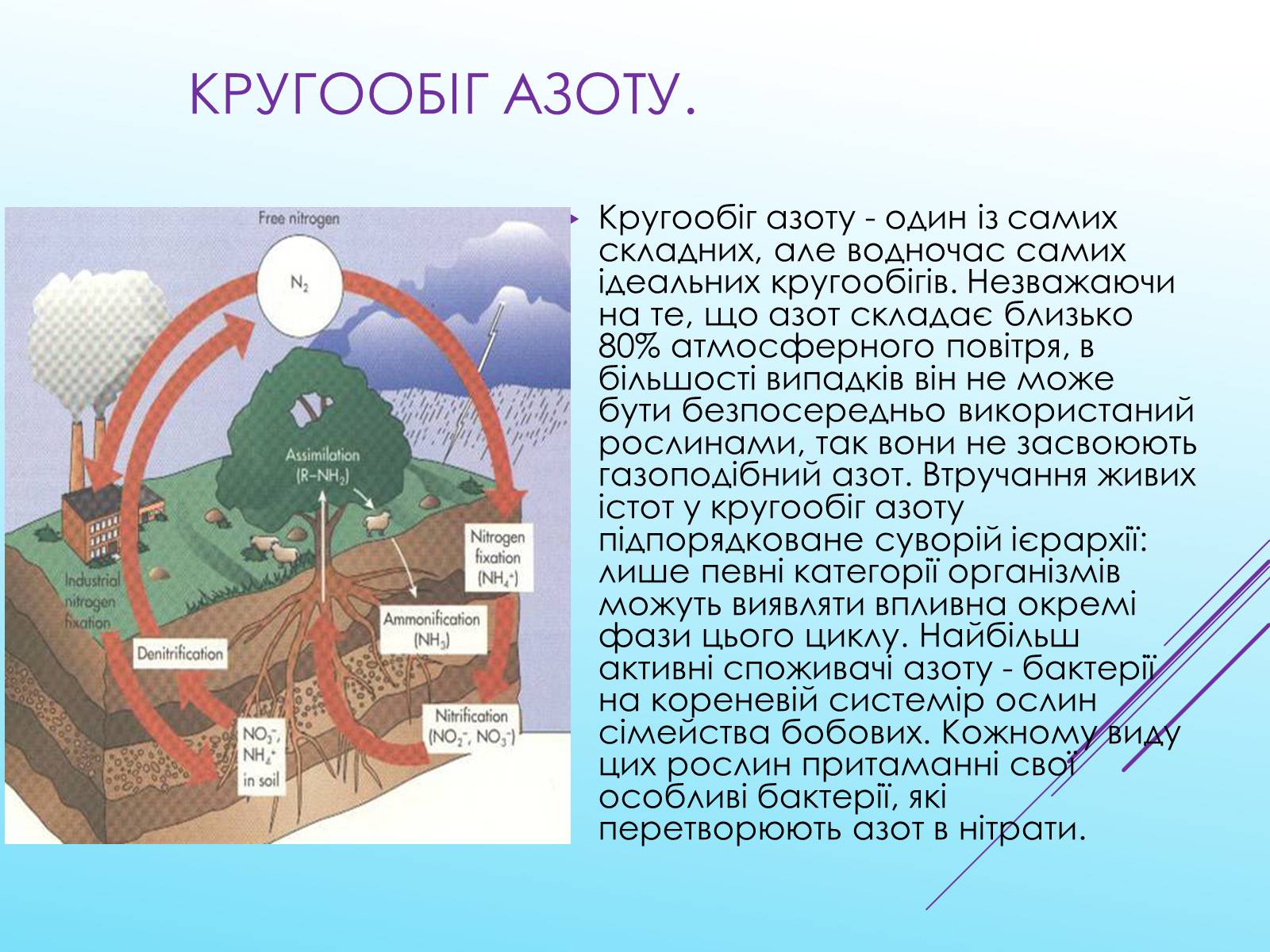 Презентація на тему «Кругообіг речовин у природі» (варіант 3) - Слайд #7 Презентація на тему «Кругообіг речовин у природі» (варіант 3) - Слайд #7