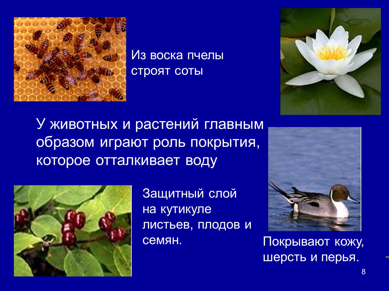 Презентація на тему «Органические вещества: липиды» - Слайд #8 Презентація на тему «Органические вещества: липиды» - Слайд #8