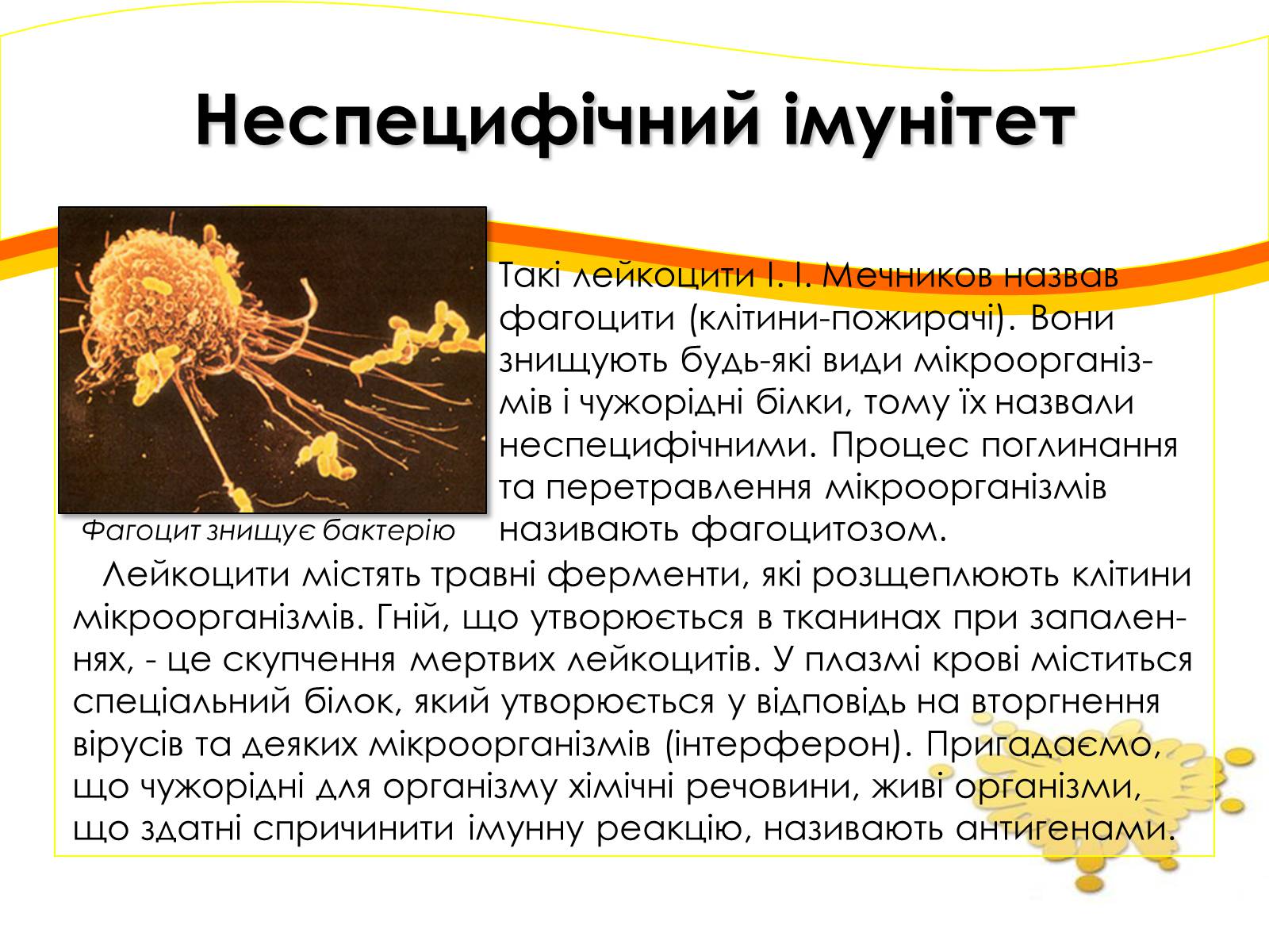 Презентація на тему «Імунітет» (варіант 2) - Слайд #6 Презентація на тему «Імунітет» (варіант 2) - Слайд #6