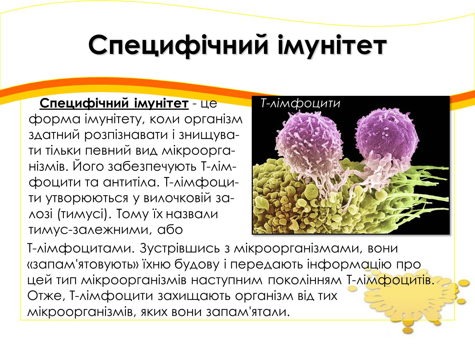 Презентація на тему «Імунітет» (варіант 2) - Слайд #7 Презентація на тему «Імунітет» (варіант 2) - Слайд #7