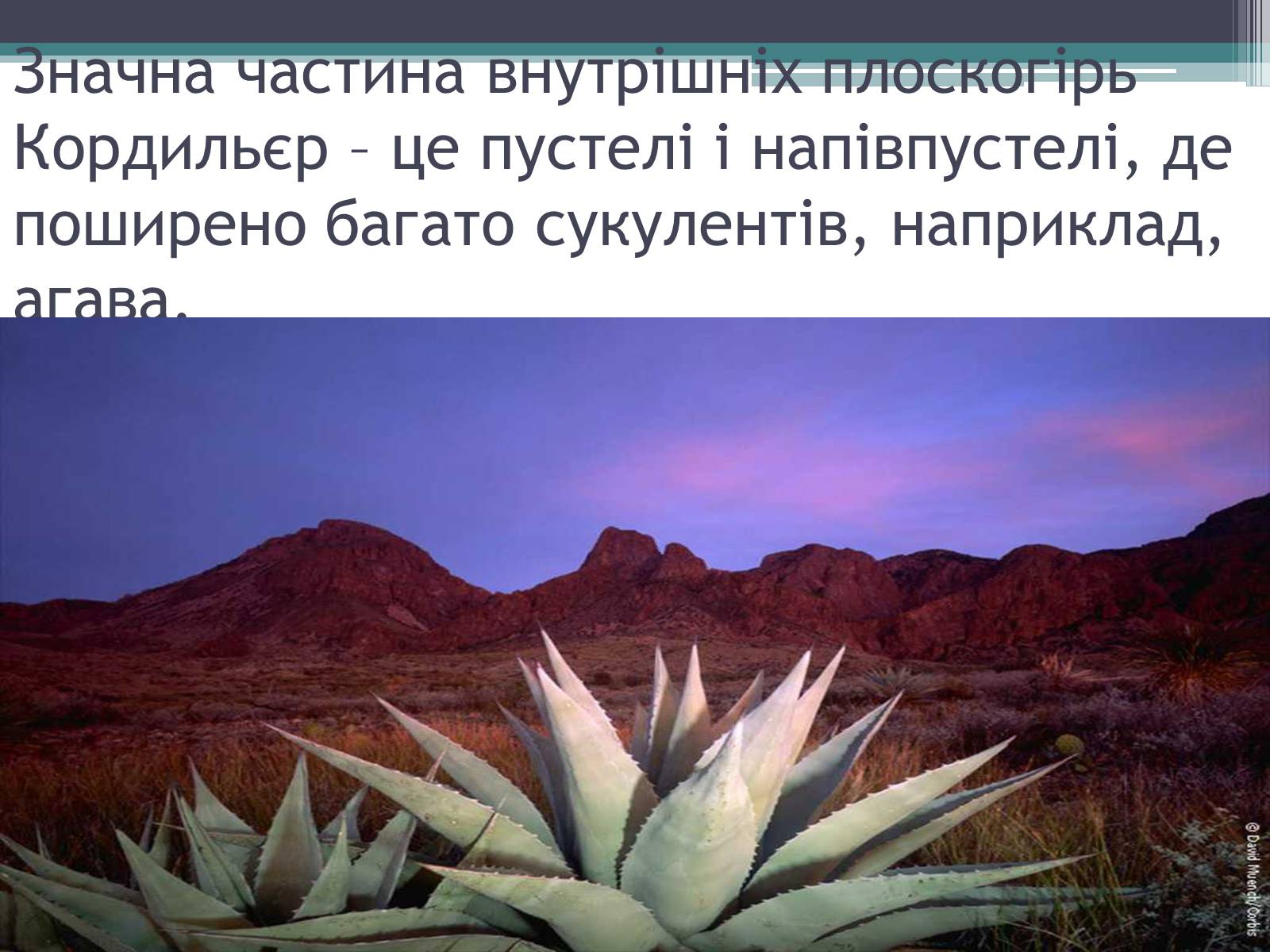 Презентація на тему «Особливості органічного світу Кордільєр» - Слайд #10 Презентація на тему «Особливості органічного світу Кордільєр» - Слайд #10