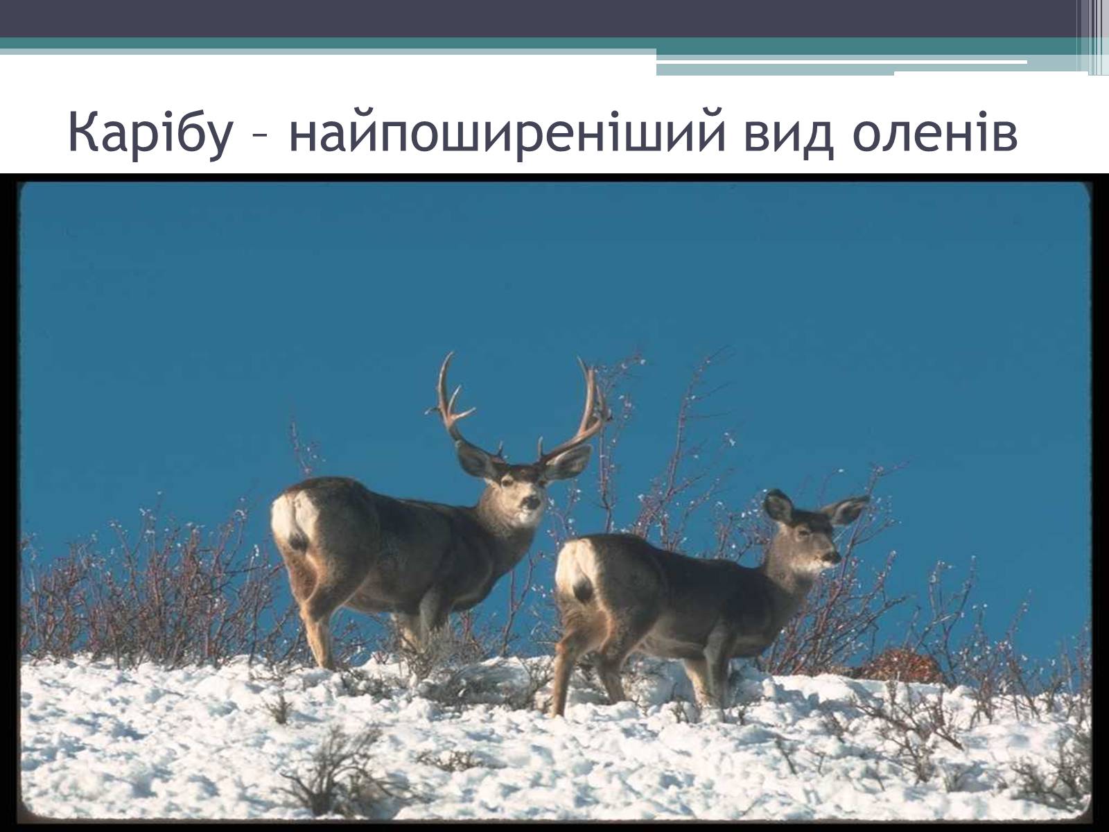 Презентація на тему «Особливості органічного світу Кордільєр» - Слайд #11 Презентація на тему «Особливості органічного світу Кордільєр» - Слайд #11