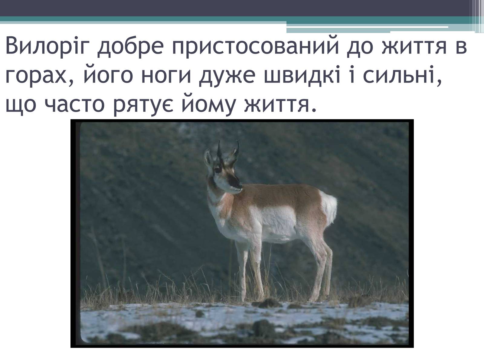 Презентація на тему «Особливості органічного світу Кордільєр» - Слайд #12 Презентація на тему «Особливості органічного світу Кордільєр» - Слайд #12