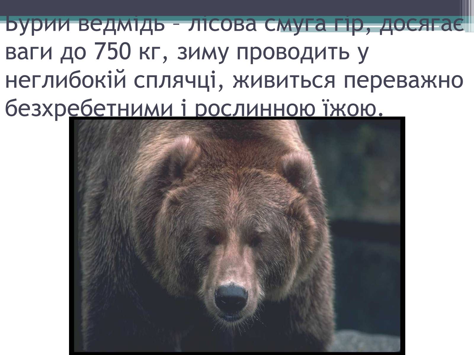 Презентація на тему «Особливості органічного світу Кордільєр» - Слайд #13 Презентація на тему «Особливості органічного світу Кордільєр» - Слайд #13