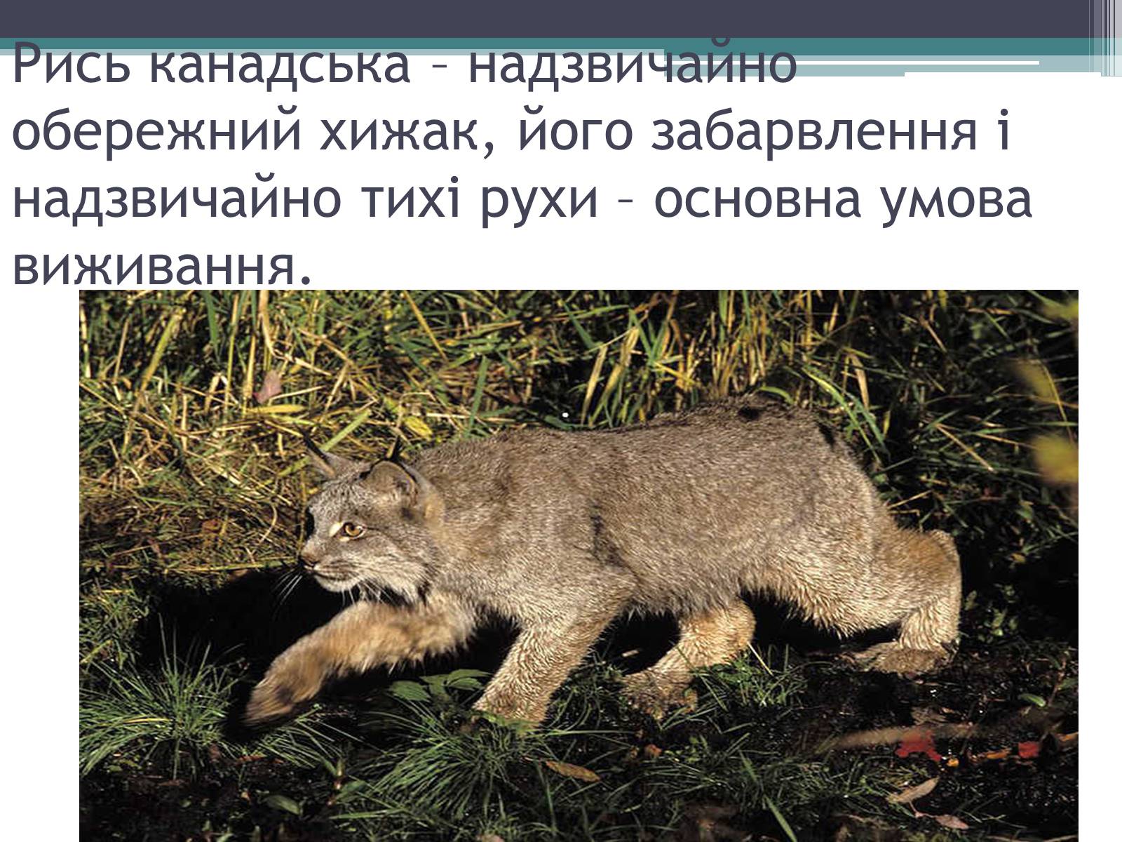 Презентація на тему «Особливості органічного світу Кордільєр» - Слайд #16 Презентація на тему «Особливості органічного світу Кордільєр» - Слайд #16