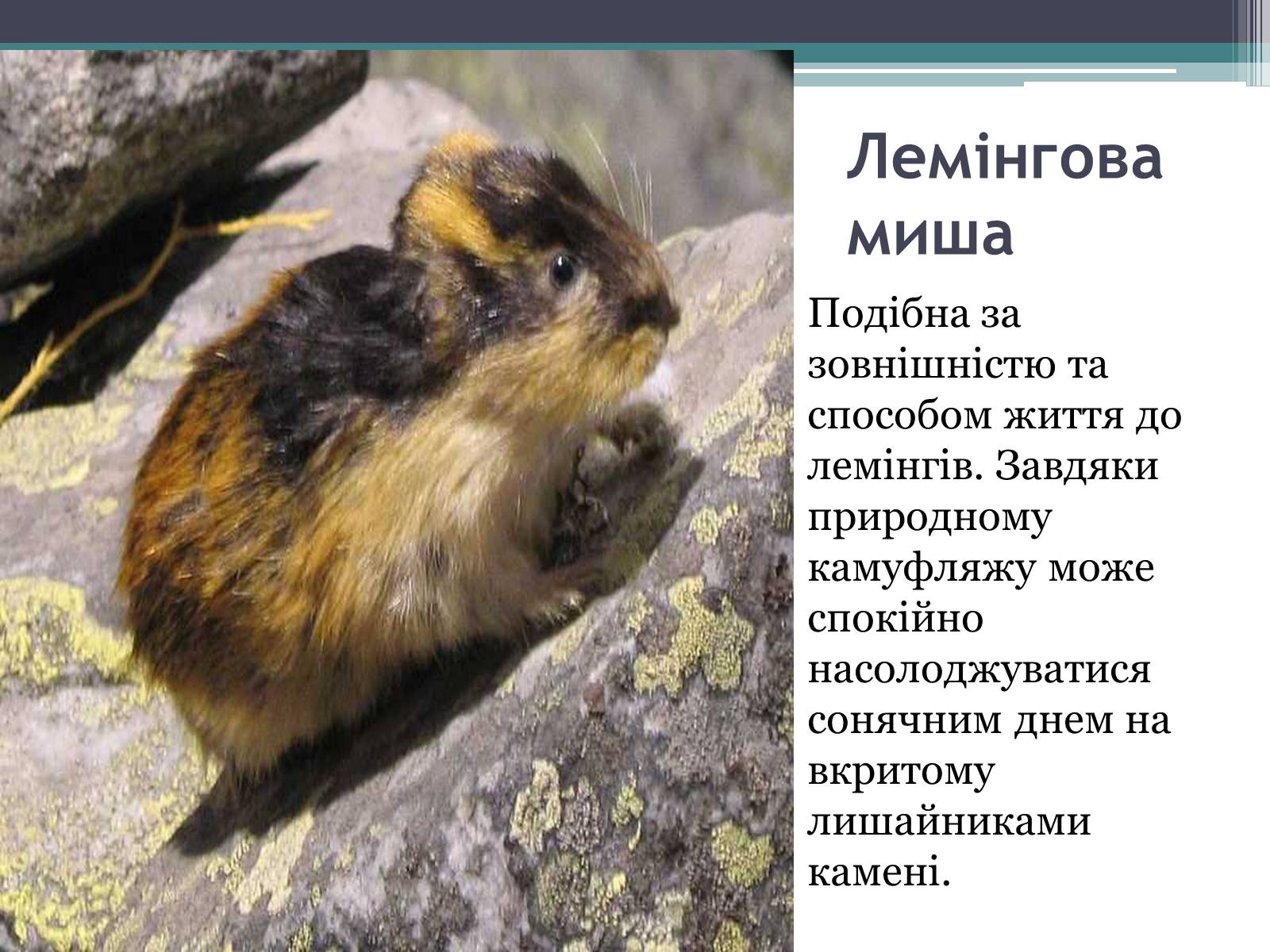 Презентація на тему «Особливості органічного світу Кордільєр» - Слайд #20 Презентація на тему «Особливості органічного світу Кордільєр» - Слайд #20