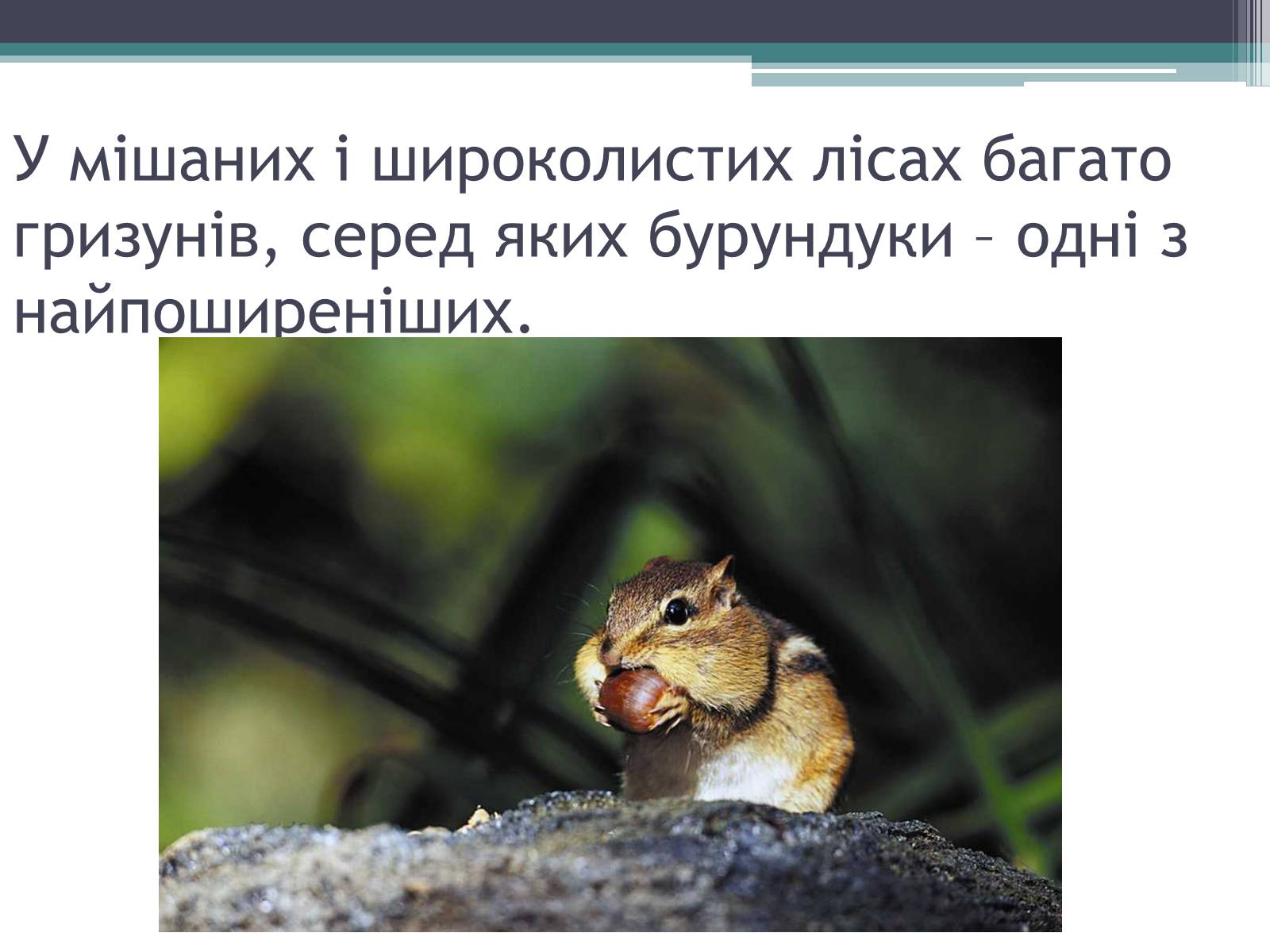 Презентація на тему «Особливості органічного світу Кордільєр» - Слайд #21 Презентація на тему «Особливості органічного світу Кордільєр» - Слайд #21