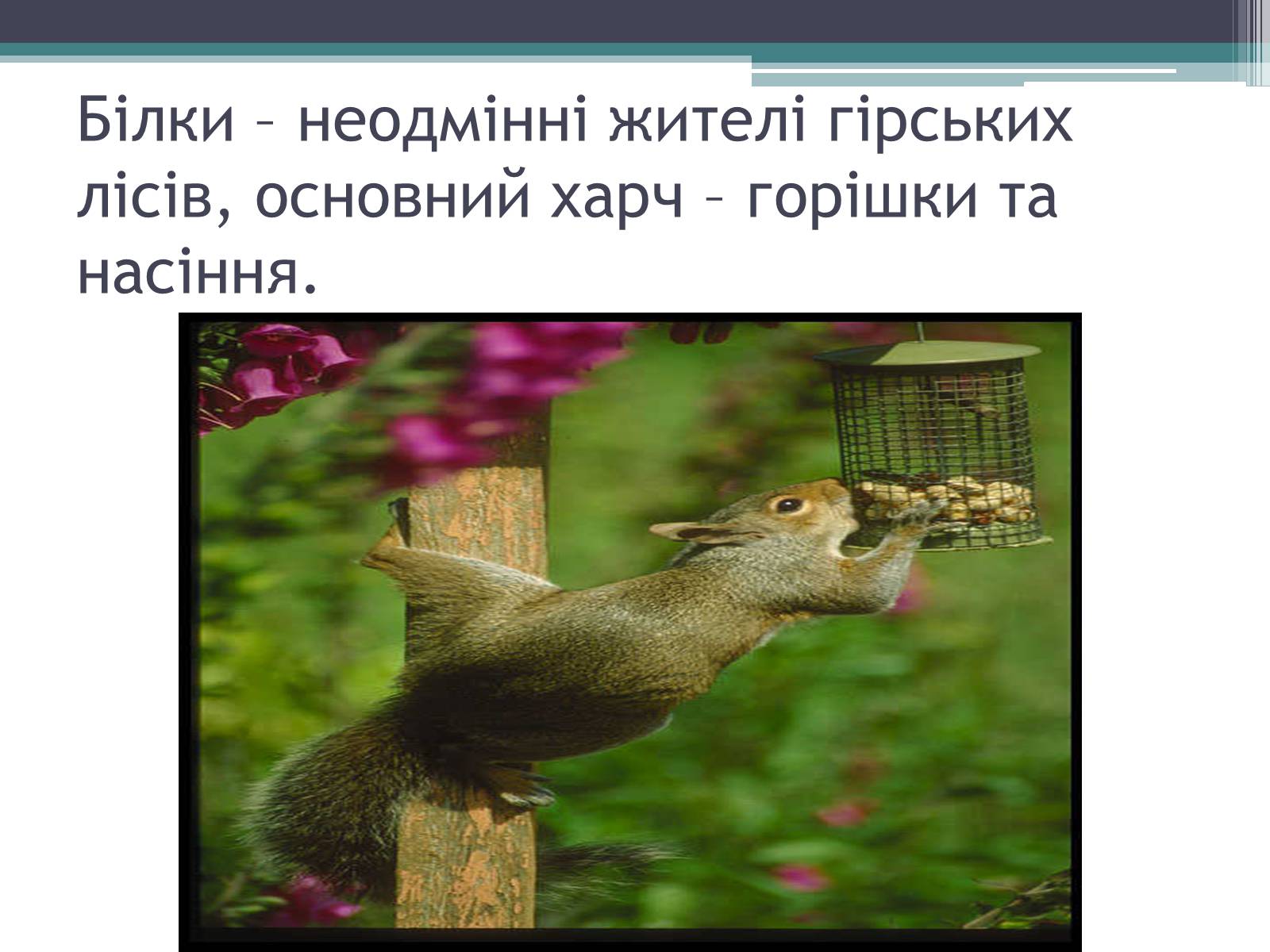 Презентація на тему «Особливості органічного світу Кордільєр» - Слайд #22 Презентація на тему «Особливості органічного світу Кордільєр» - Слайд #22