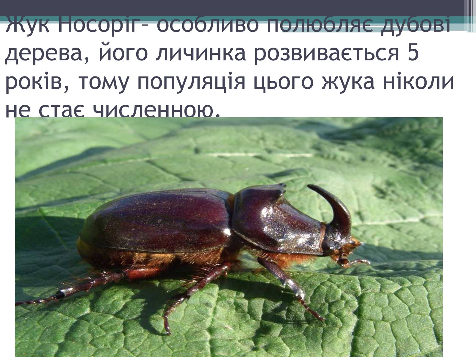 Презентація на тему «Особливості органічного світу Кордільєр» - Слайд #25 Презентація на тему «Особливості органічного світу Кордільєр» - Слайд #25