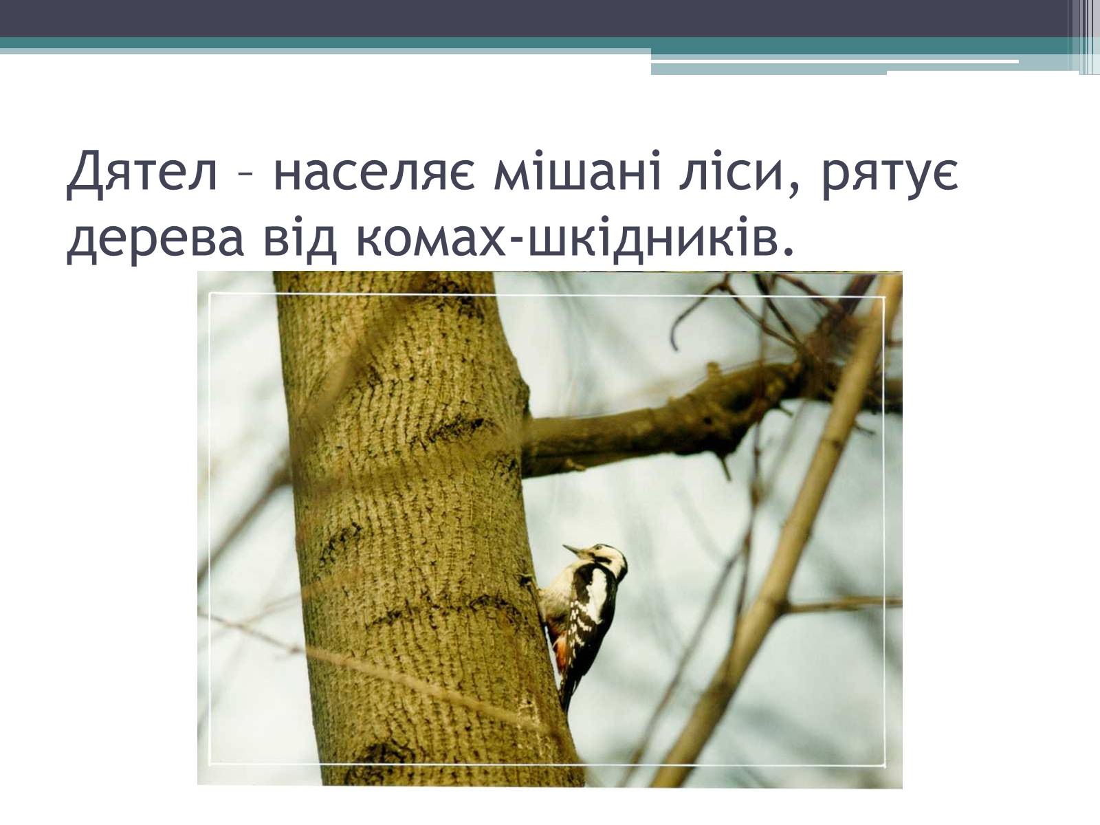 Презентація на тему «Особливості органічного світу Кордільєр» - Слайд #27 Презентація на тему «Особливості органічного світу Кордільєр» - Слайд #27