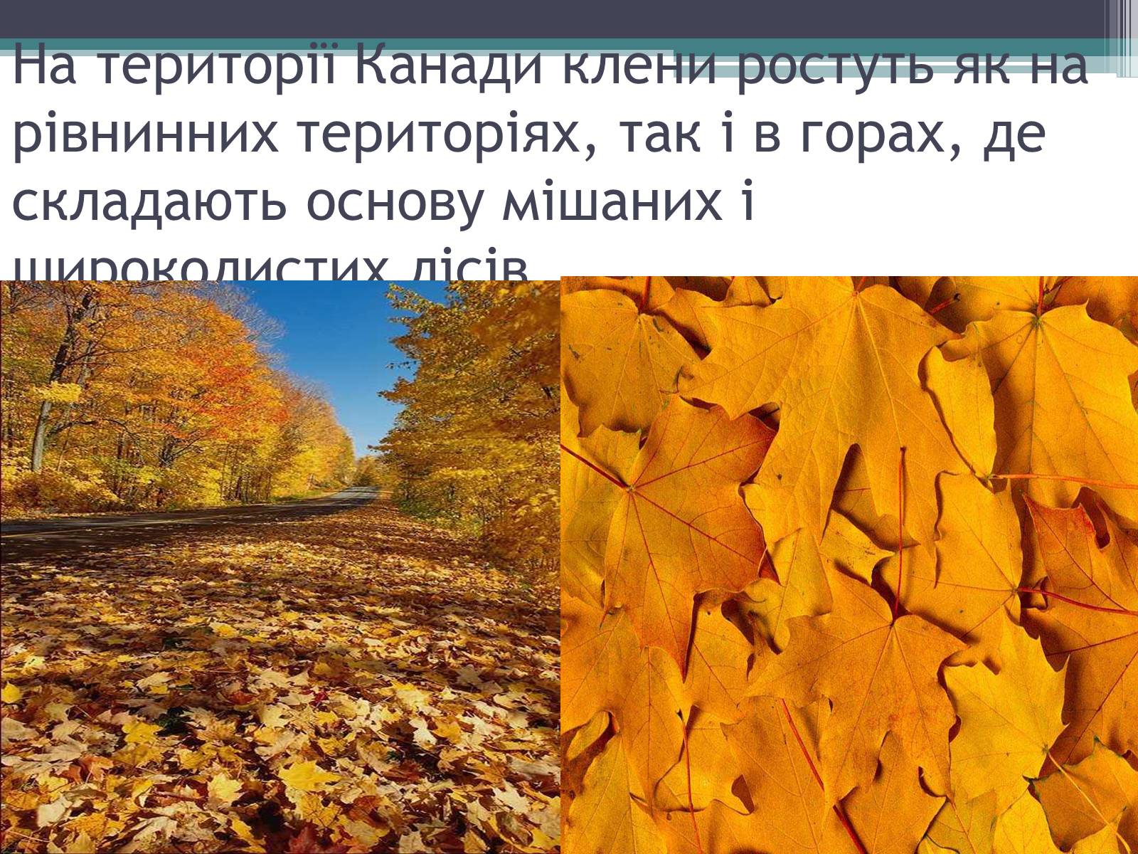Презентація на тему «Особливості органічного світу Кордільєр» - Слайд #3 Презентація на тему «Особливості органічного світу Кордільєр» - Слайд #3
