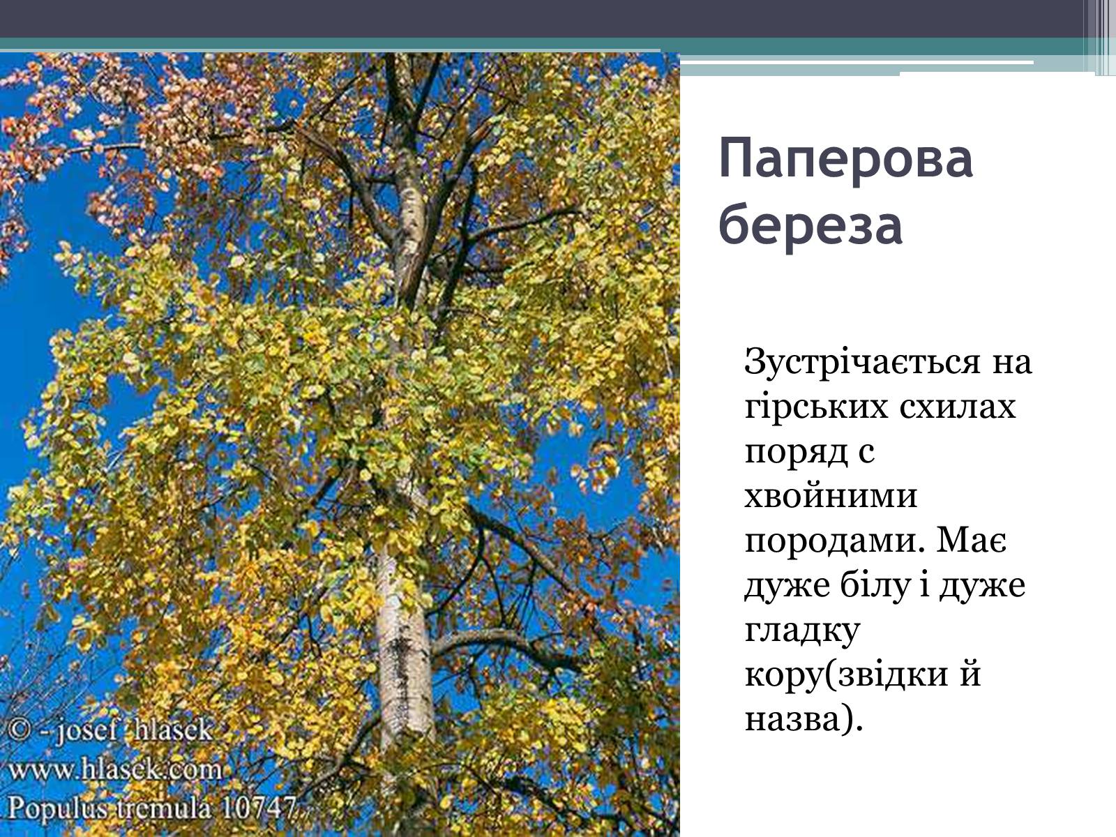Презентація на тему «Особливості органічного світу Кордільєр» - Слайд #4 Презентація на тему «Особливості органічного світу Кордільєр» - Слайд #4