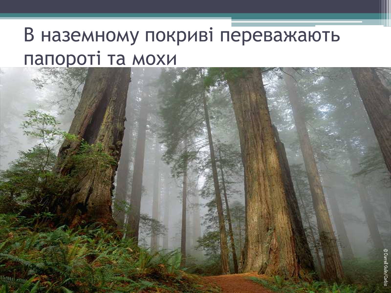Презентація на тему «Особливості органічного світу Кордільєр» - Слайд #6 Презентація на тему «Особливості органічного світу Кордільєр» - Слайд #6