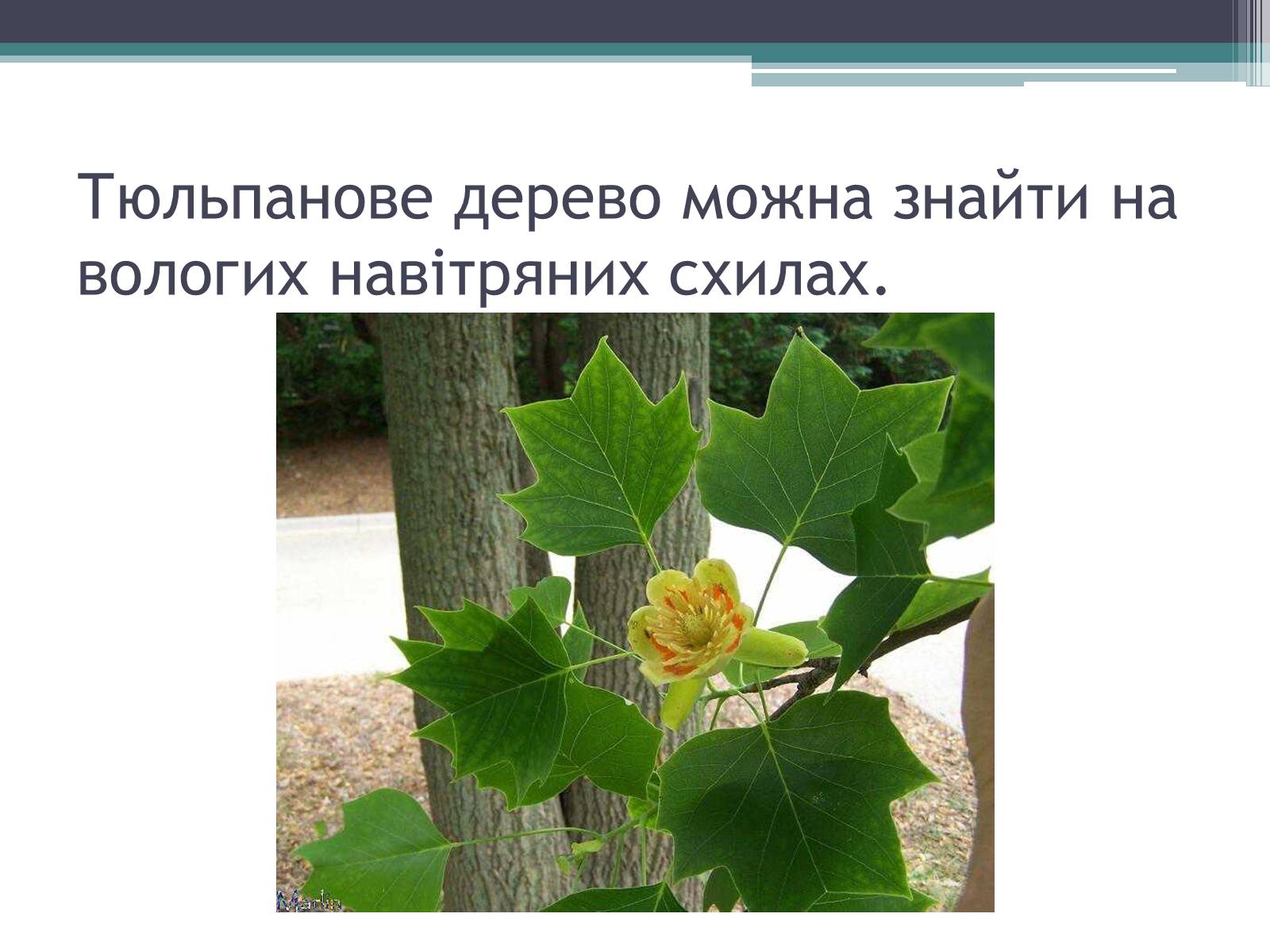 Презентація на тему «Особливості органічного світу Кордільєр» - Слайд #7 Презентація на тему «Особливості органічного світу Кордільєр» - Слайд #7