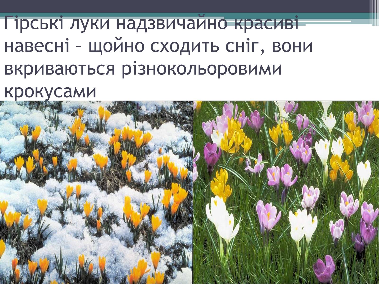 Презентація на тему «Особливості органічного світу Кордільєр» - Слайд #8 Презентація на тему «Особливості органічного світу Кордільєр» - Слайд #8