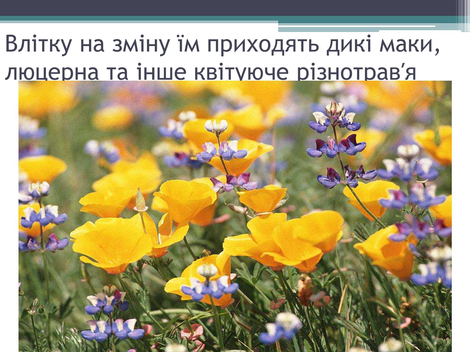 Презентація на тему «Особливості органічного світу Кордільєр» - Слайд #9 Презентація на тему «Особливості органічного світу Кордільєр» - Слайд #9