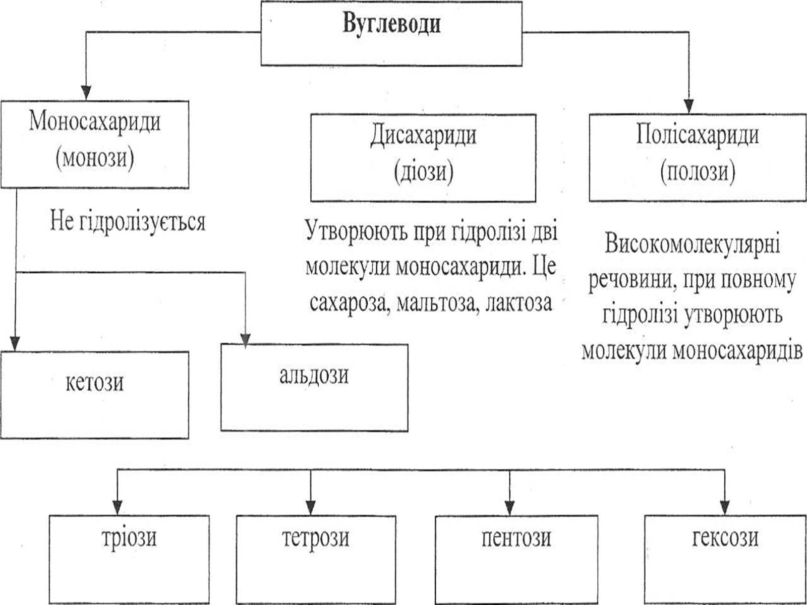 Презентація на тему «Вуглеводи як компоненти їжі, їх роль у житті людини» (варіант 5) - Слайд #5 Презентація на тему «Вуглеводи як компоненти їжі, їх роль у житті людини» (варіант 5) - Слайд #5