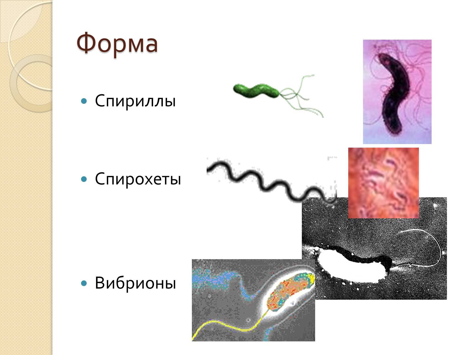 Презентація на тему «Прокариоты» (варіант 3) - Слайд #10 Презентація на тему «Прокариоты» (варіант 3) - Слайд #10