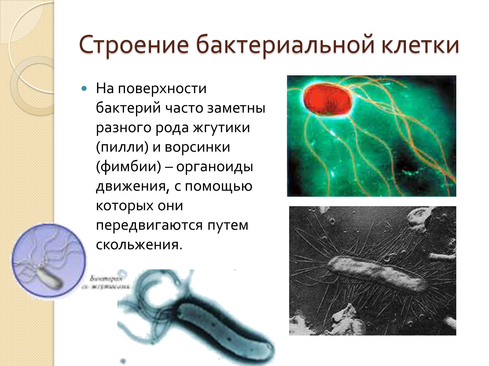Презентація на тему «Прокариоты» (варіант 3) - Слайд #11 Презентація на тему «Прокариоты» (варіант 3) - Слайд #11