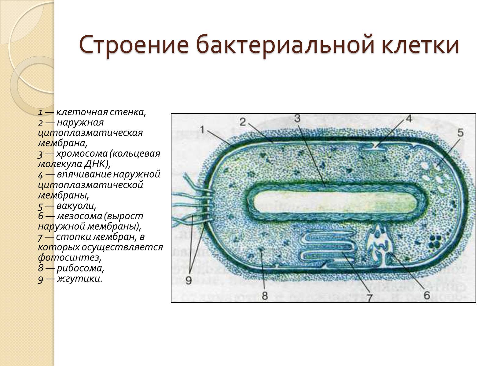 Презентація на тему «Прокариоты» (варіант 3) - Слайд #12 Презентація на тему «Прокариоты» (варіант 3) - Слайд #12