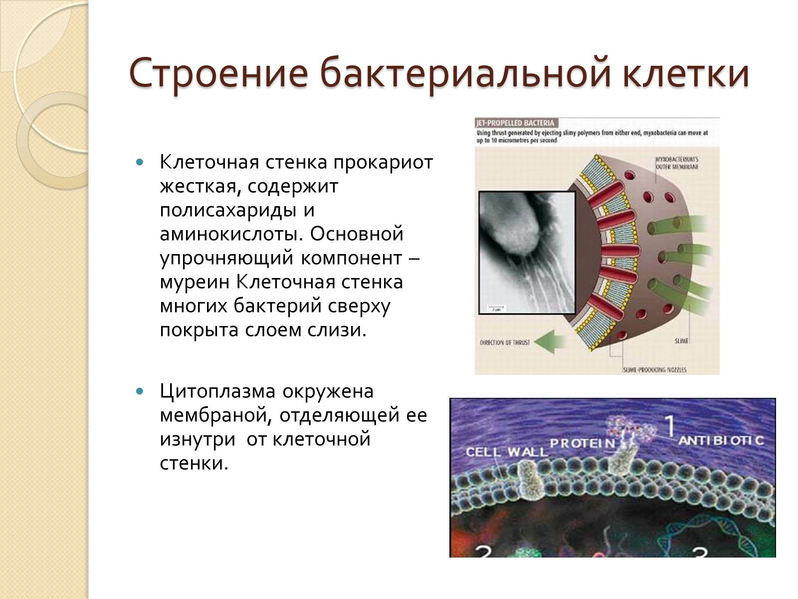 Презентація на тему «Прокариоты» (варіант 3) - Слайд #13 Презентація на тему «Прокариоты» (варіант 3) - Слайд #13