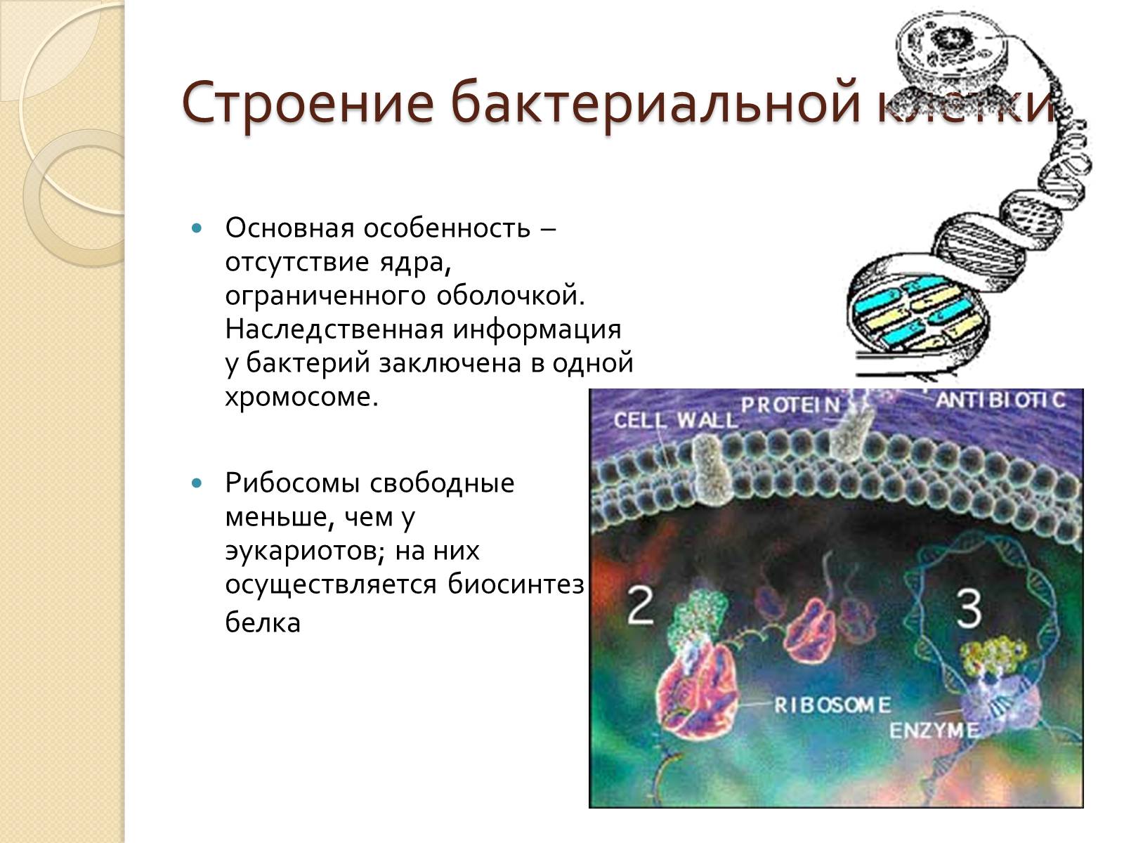 Презентація на тему «Прокариоты» (варіант 3) - Слайд #14 Презентація на тему «Прокариоты» (варіант 3) - Слайд #14