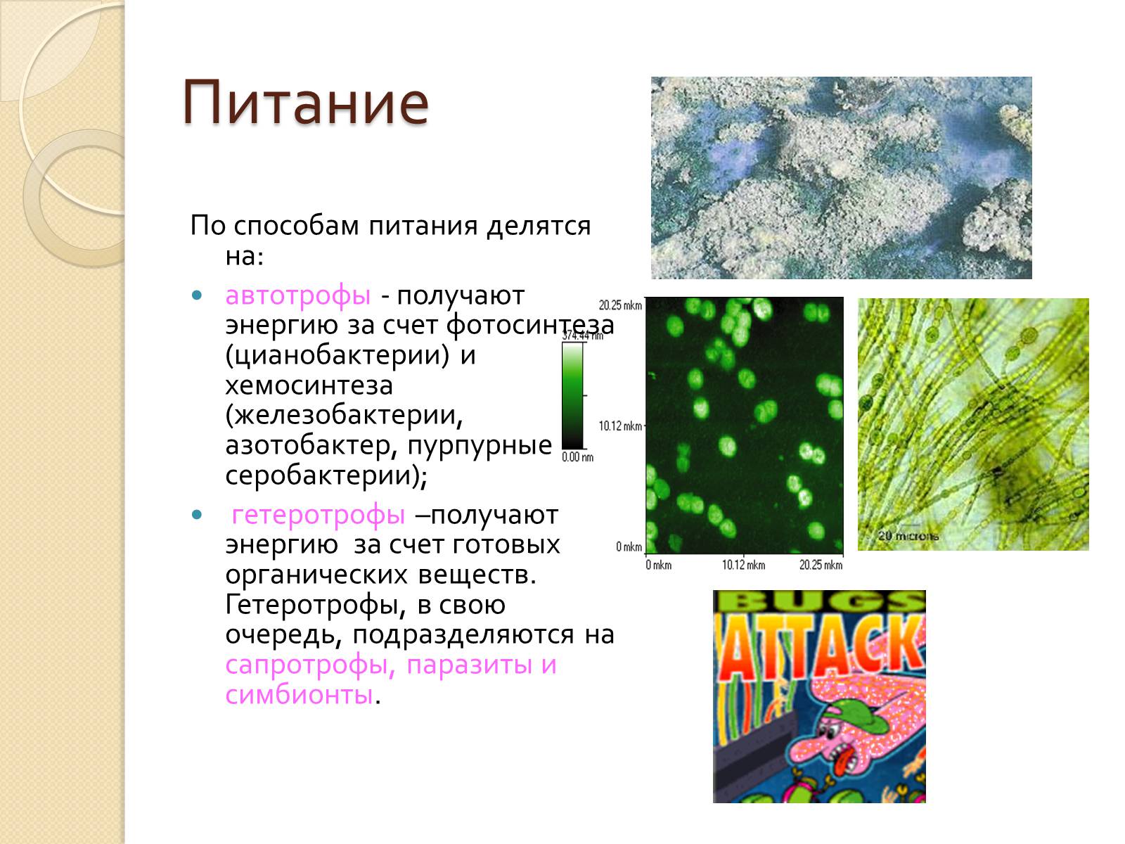 Презентація на тему «Прокариоты» (варіант 3) - Слайд #16 Презентація на тему «Прокариоты» (варіант 3) - Слайд #16